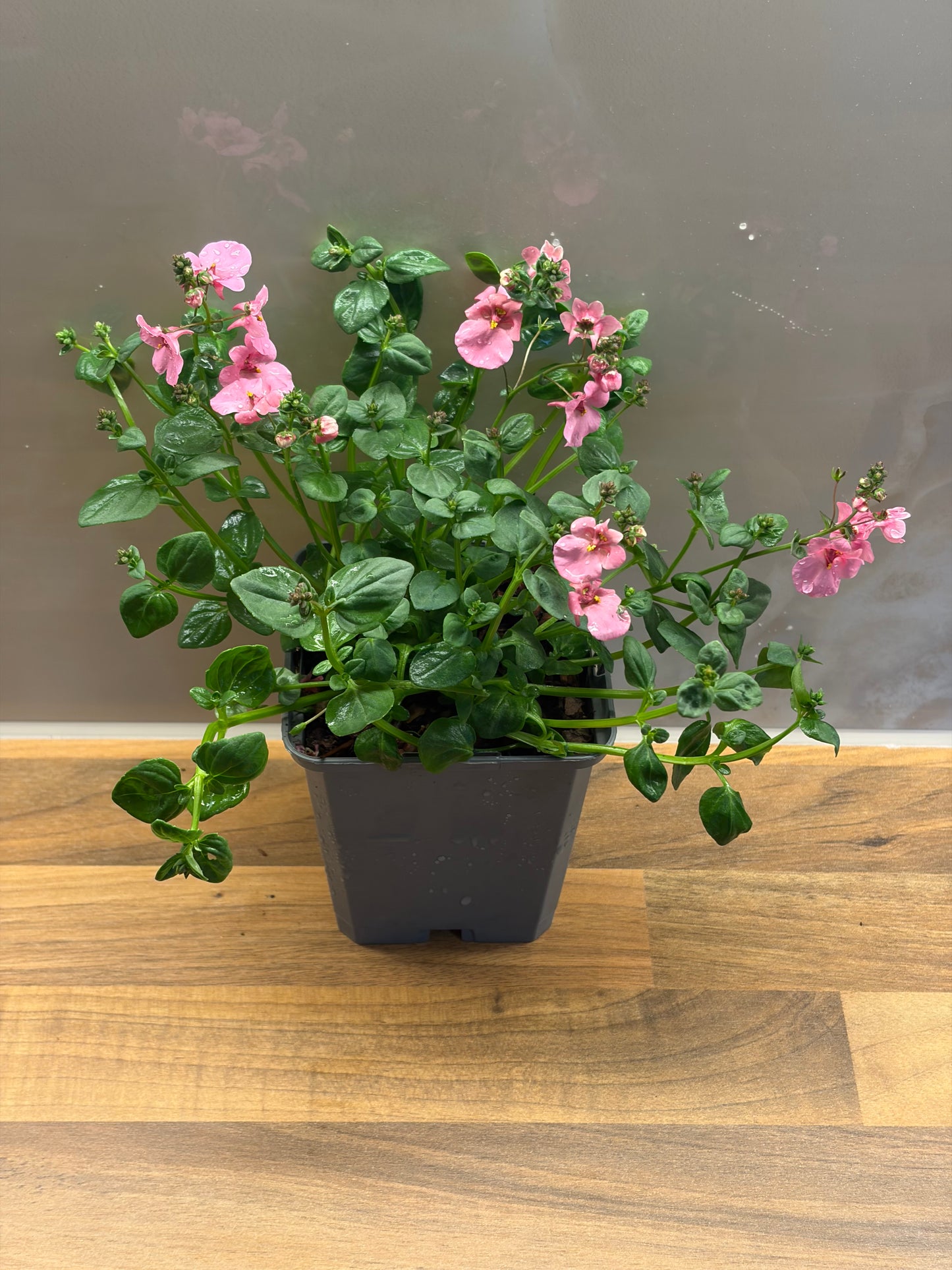 Diascia Piccadilly Hot Pink P9 DIASCIA/141099/177168/GB