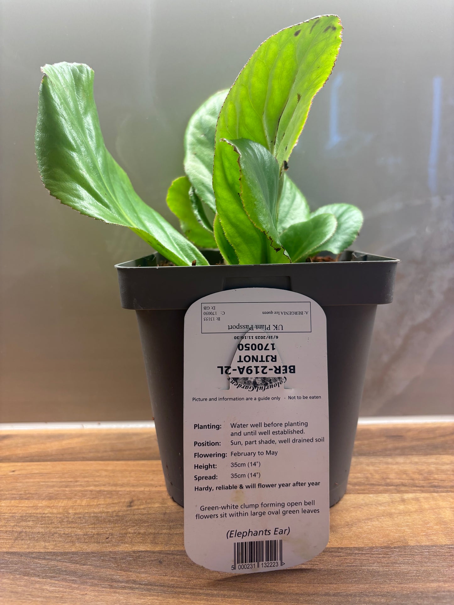 Bergenia Ice Queen 2L Elephants Ear BERGENIA/141099/170050/GB