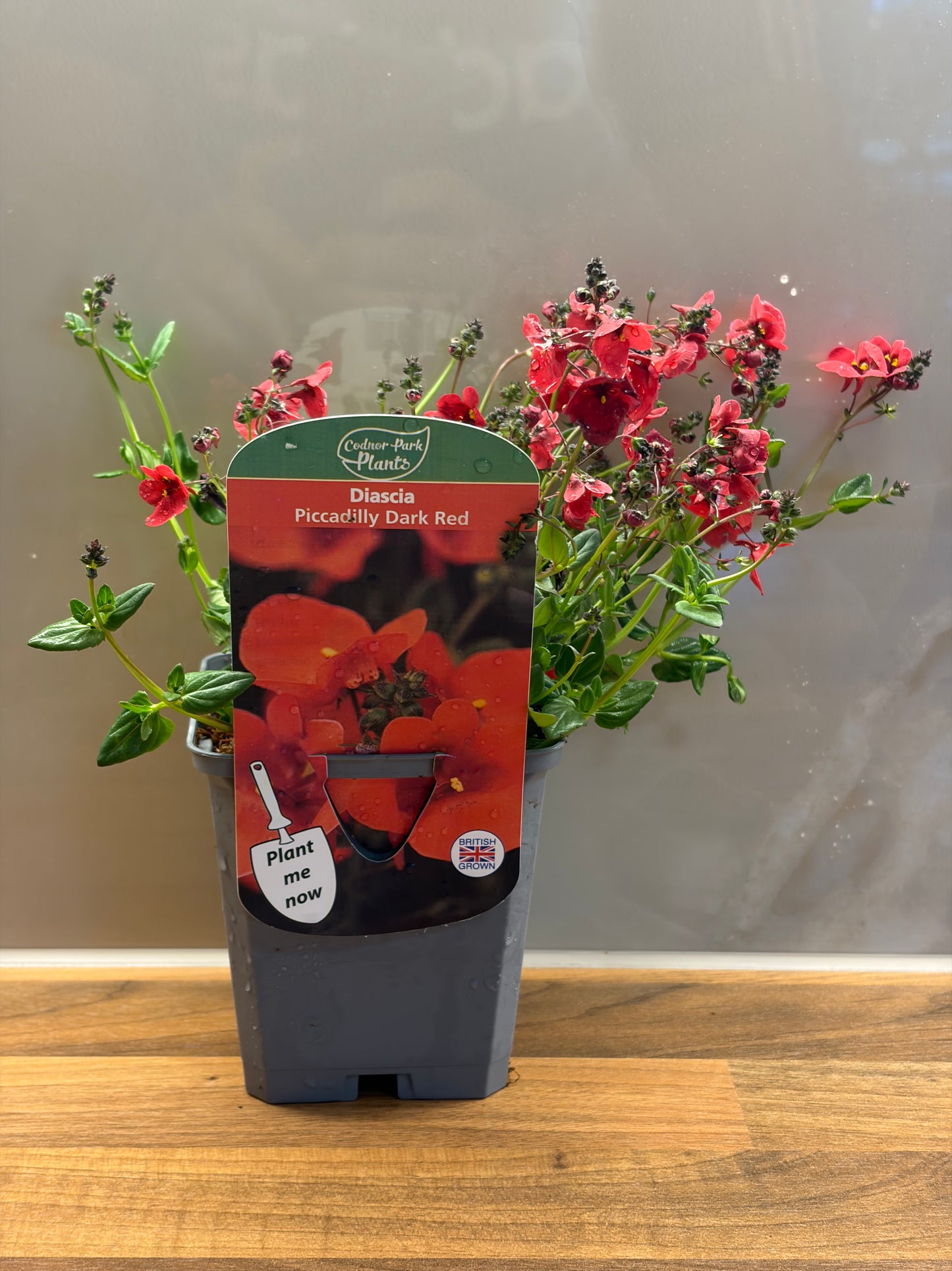 Diascia Piccadilly Dark Red P9 DIASCIA/141099/177168/GB