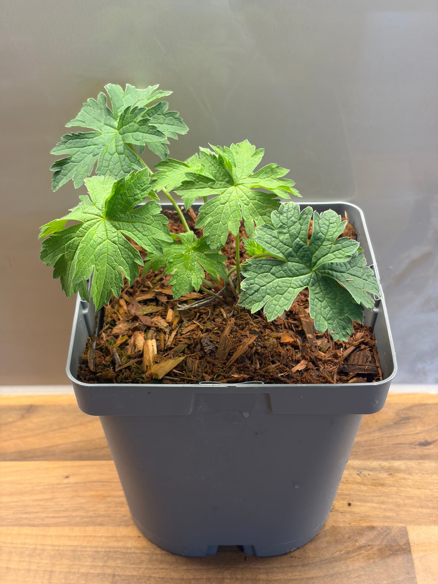 Geranium Red Admiral 2L ground spreading garden border plant GERANIUM/141099/177168/GB