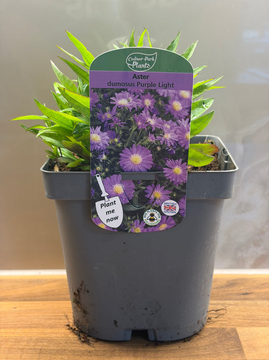 Aster Purple Light 2L hardy perennial daisy flowers ASTER dumosus/141099/177168/GB