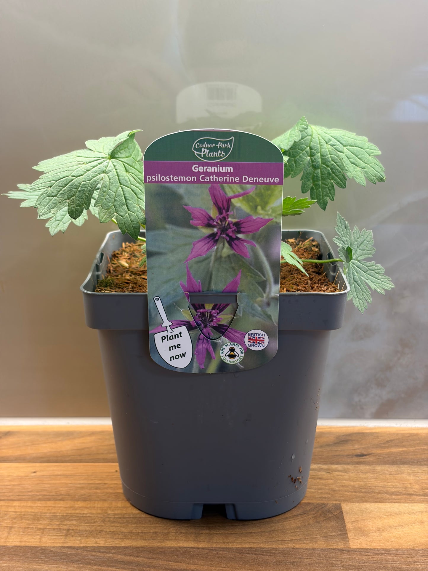 Geranium Catherine Deneuve 2L ground spreading garden border plant GERANIUM/141099/177168/GB