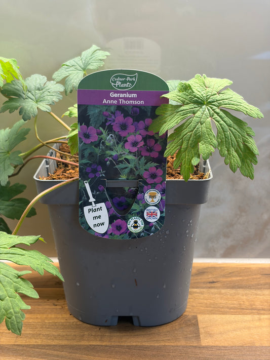 Geranium Anne Thomson 2L ground spreading garden border plant GERANIUM/141099/177168/GB