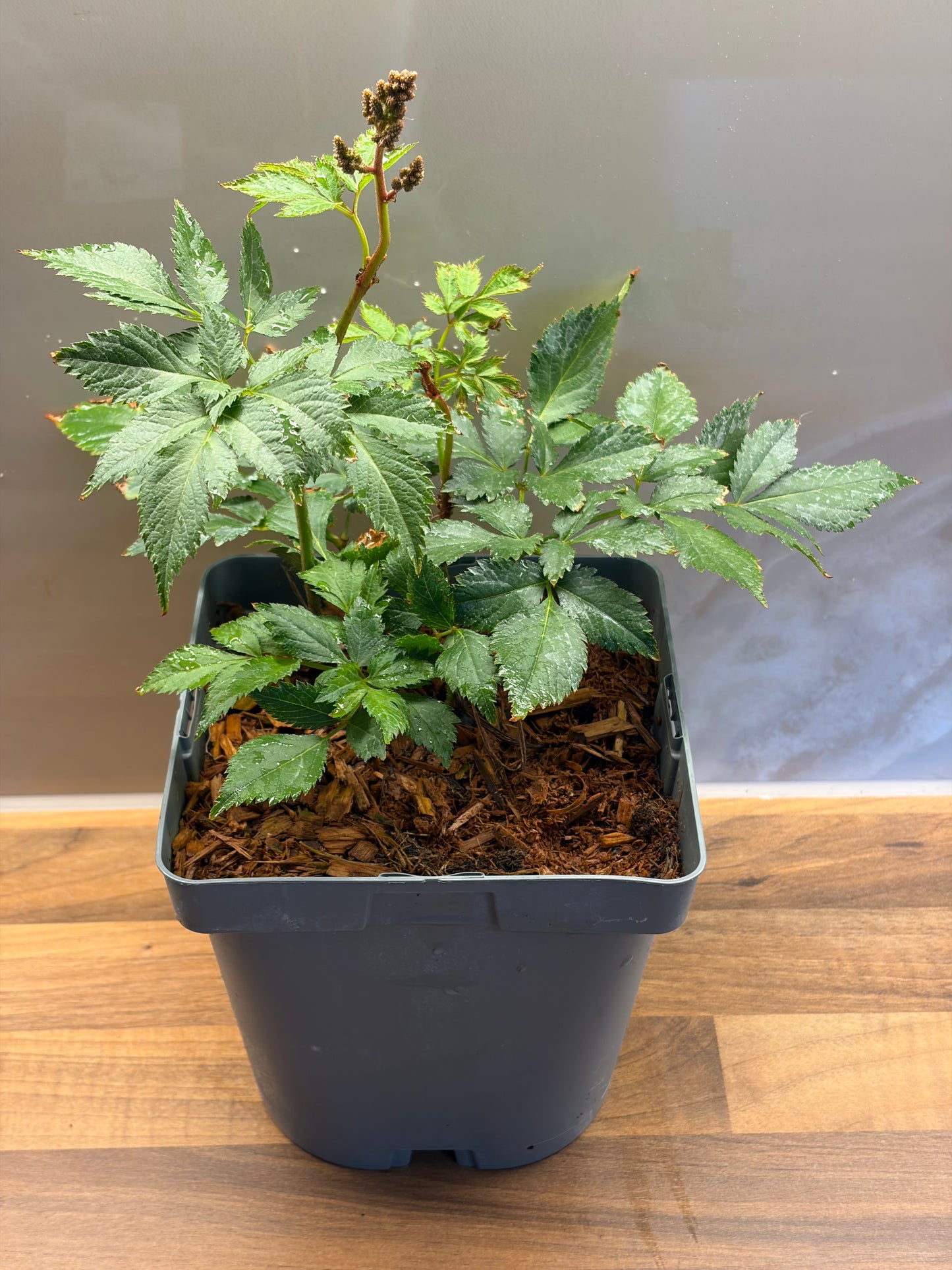Astilbe Europa 2L ASTILBE x japonica/141099/177168/GB