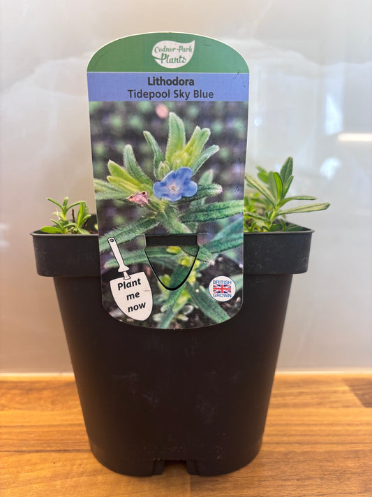 Lithodora Tidepool Sky Blue 2L potted plant LITHODORA diffusa/141099/160540/GB
