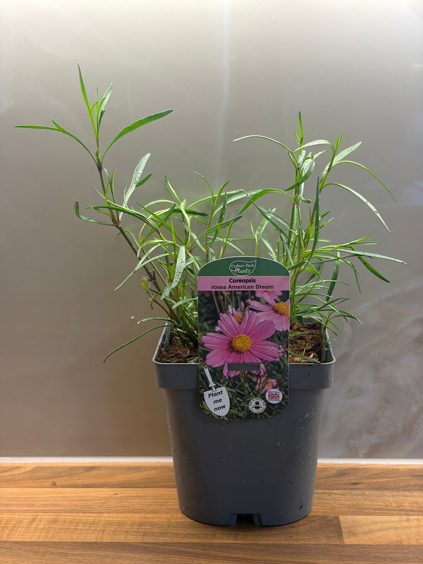 Coreopsis American Dream 2L COREOPSIS rosea/141099/177168/GB