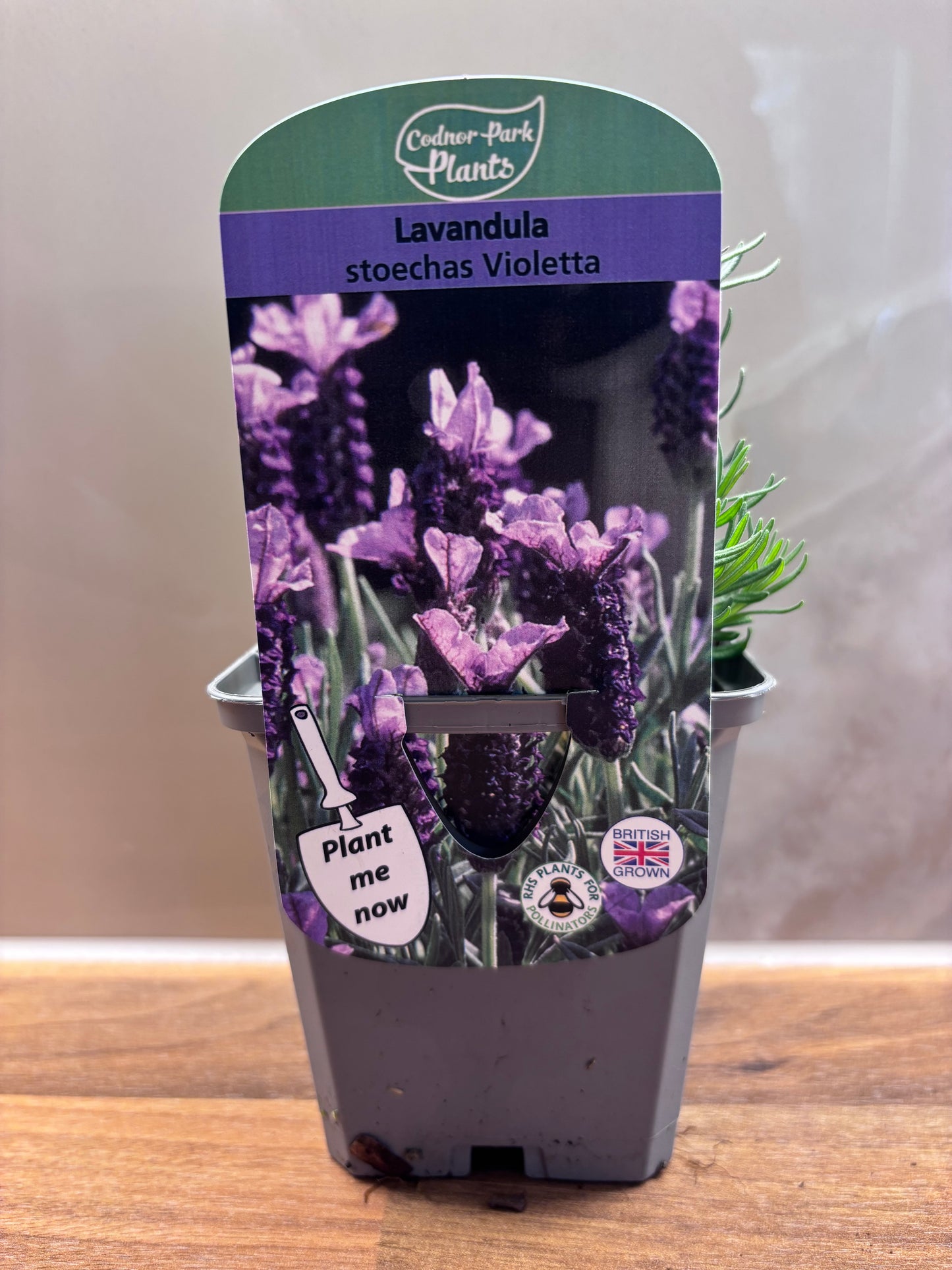 Lavender Violetta P9 cottage garden potted perennial LAVANDULA stoechas/141099/171982/GB