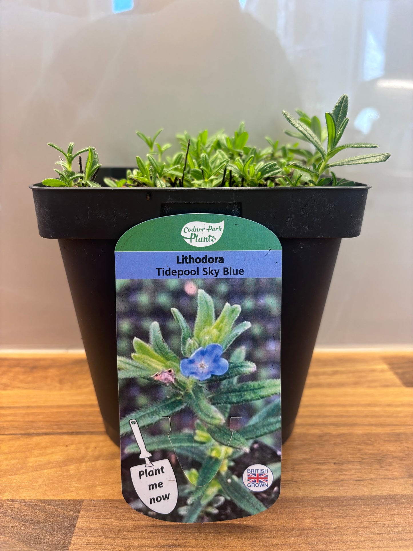 Lithodora Tidepool Sky Blue 2L potted plant LITHODORA diffusa/141099/160540/GB