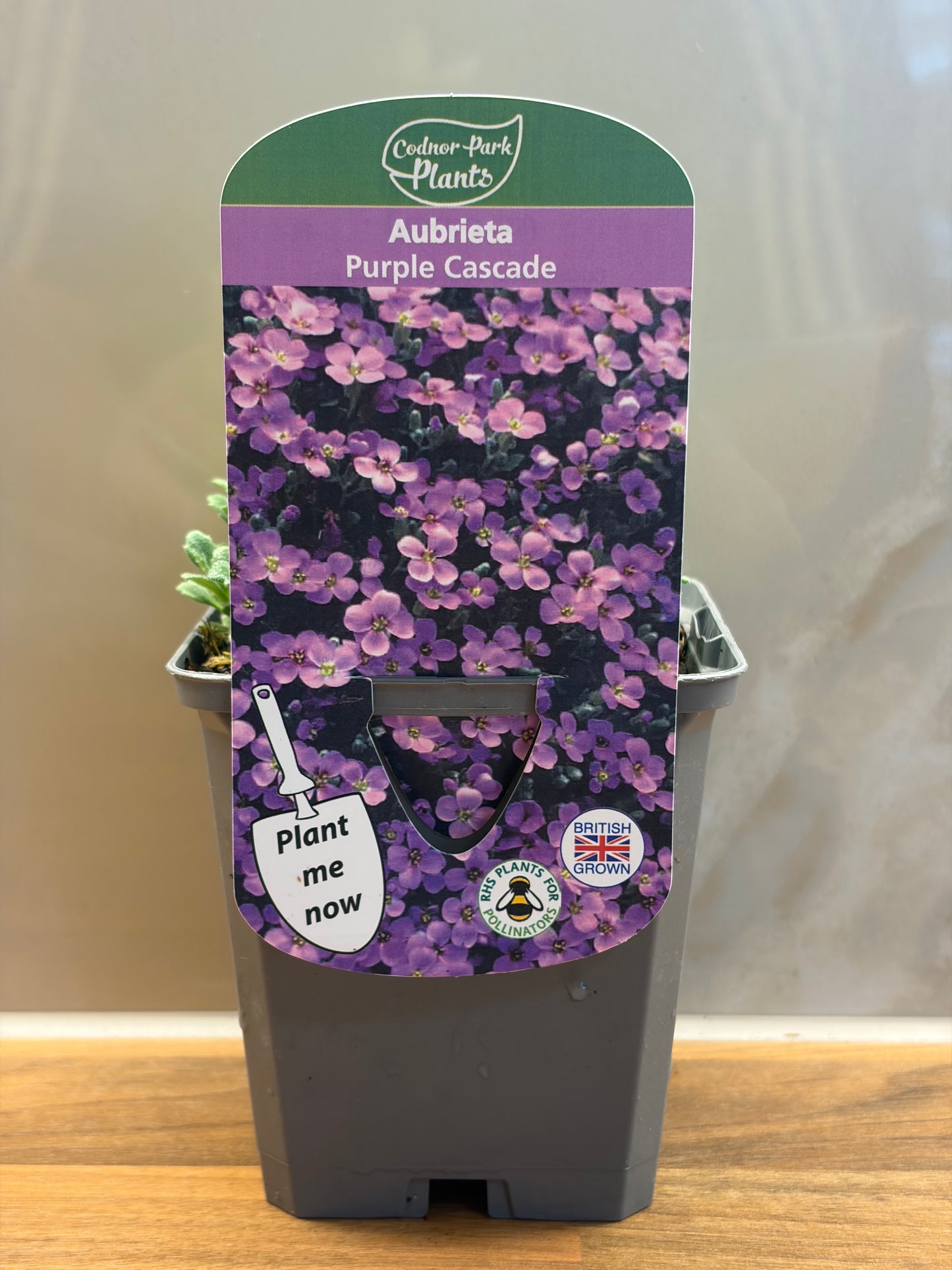 Aubretia Purple Cascade semi-evergreen flowering alpine plant AUBRETIA/141099/177168/GB