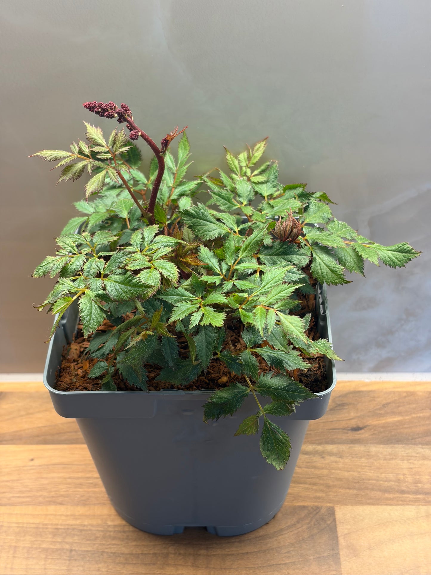 Astilbe Fanal 2L ASTILBE x arendsii/141099/177168/GB