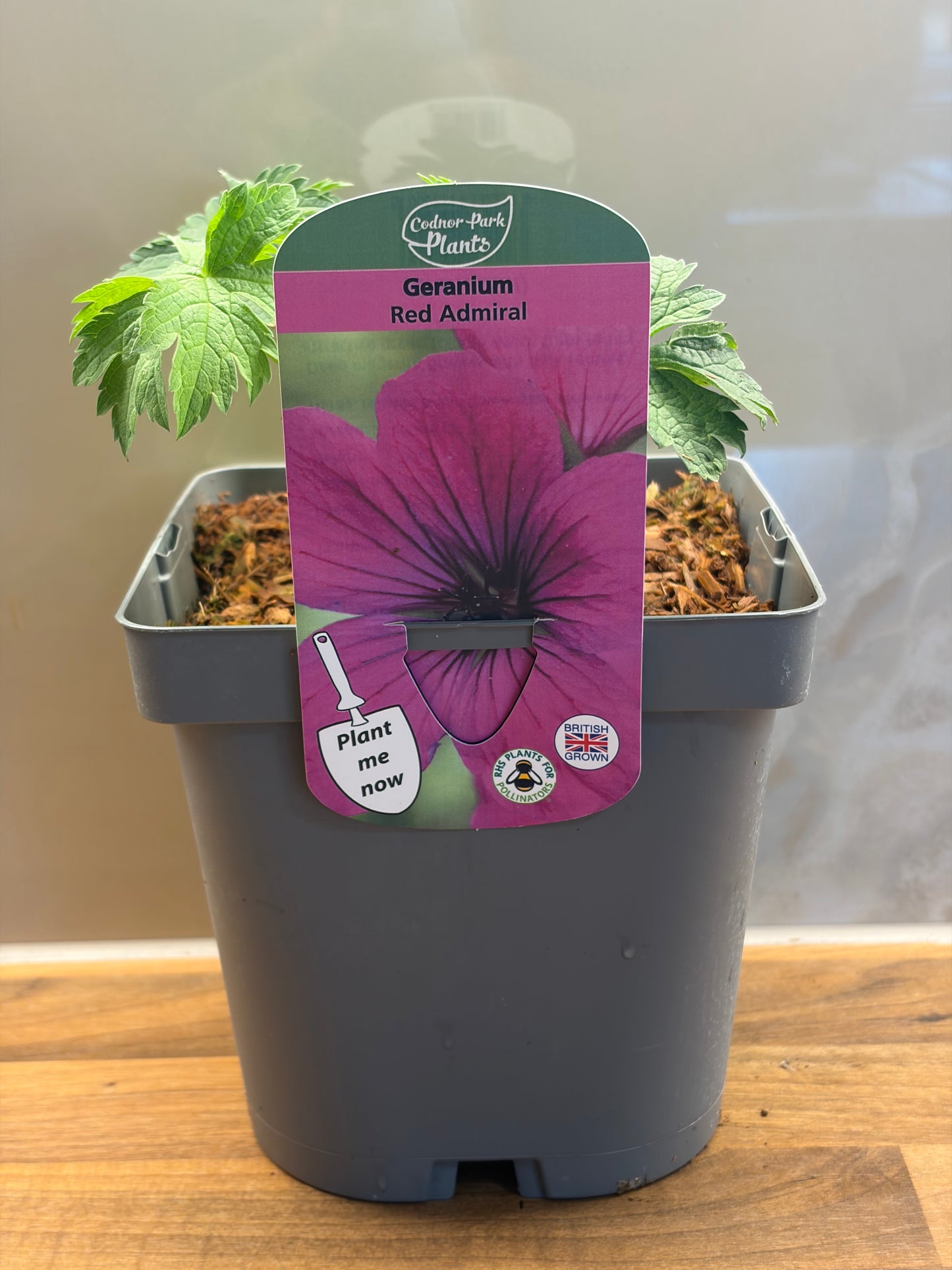 Geranium Red Admiral 2L ground spreading garden border plant GERANIUM/141099/177168/GB