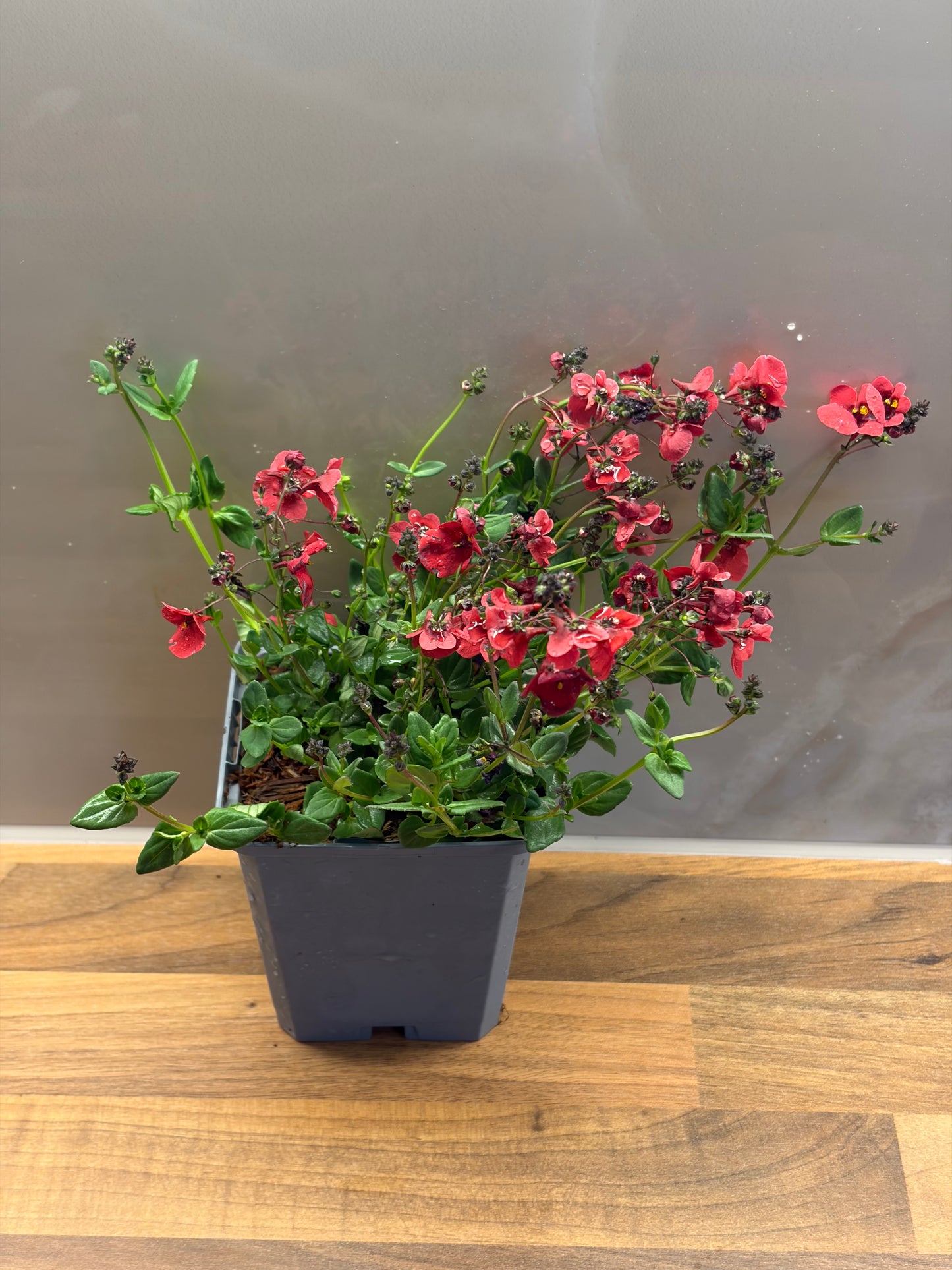 Diascia Piccadilly Dark Red P9 DIASCIA/141099/177168/GB