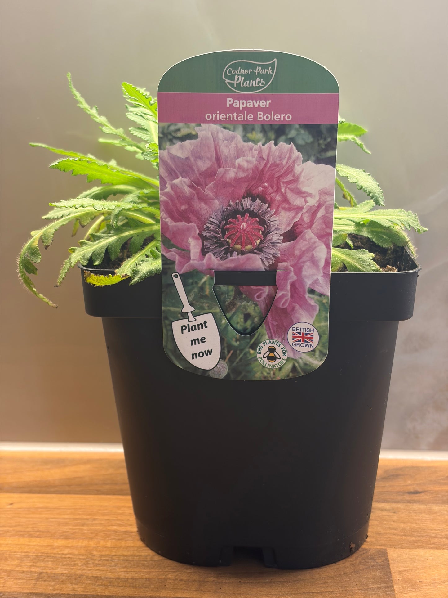 Papaver Bolero 2L cottage garden potted perennial poppy PAPAVER/141099/170050/GB