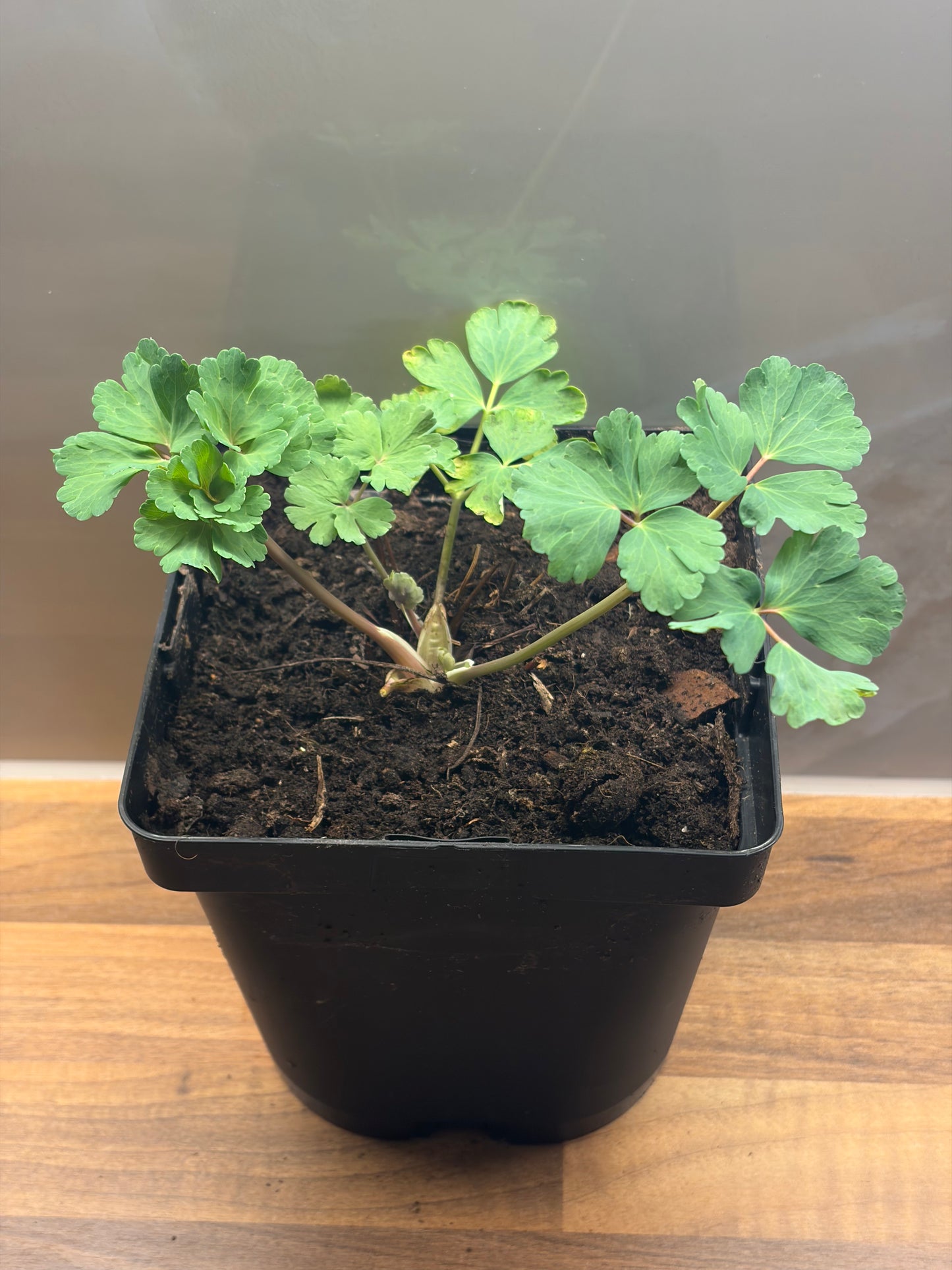 Aquilegia Spring Magic Rose Ivory 2L Columbine AQUILEGIA caerulea/141099/170050/GB