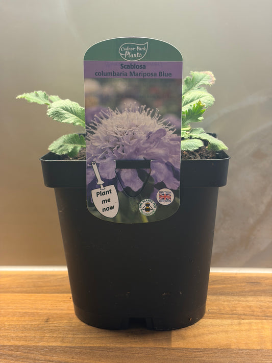 Scabiosa Mariposa Blue 2L Pincushion Flower SCABIOSA columbaria/141099/170082/GB
