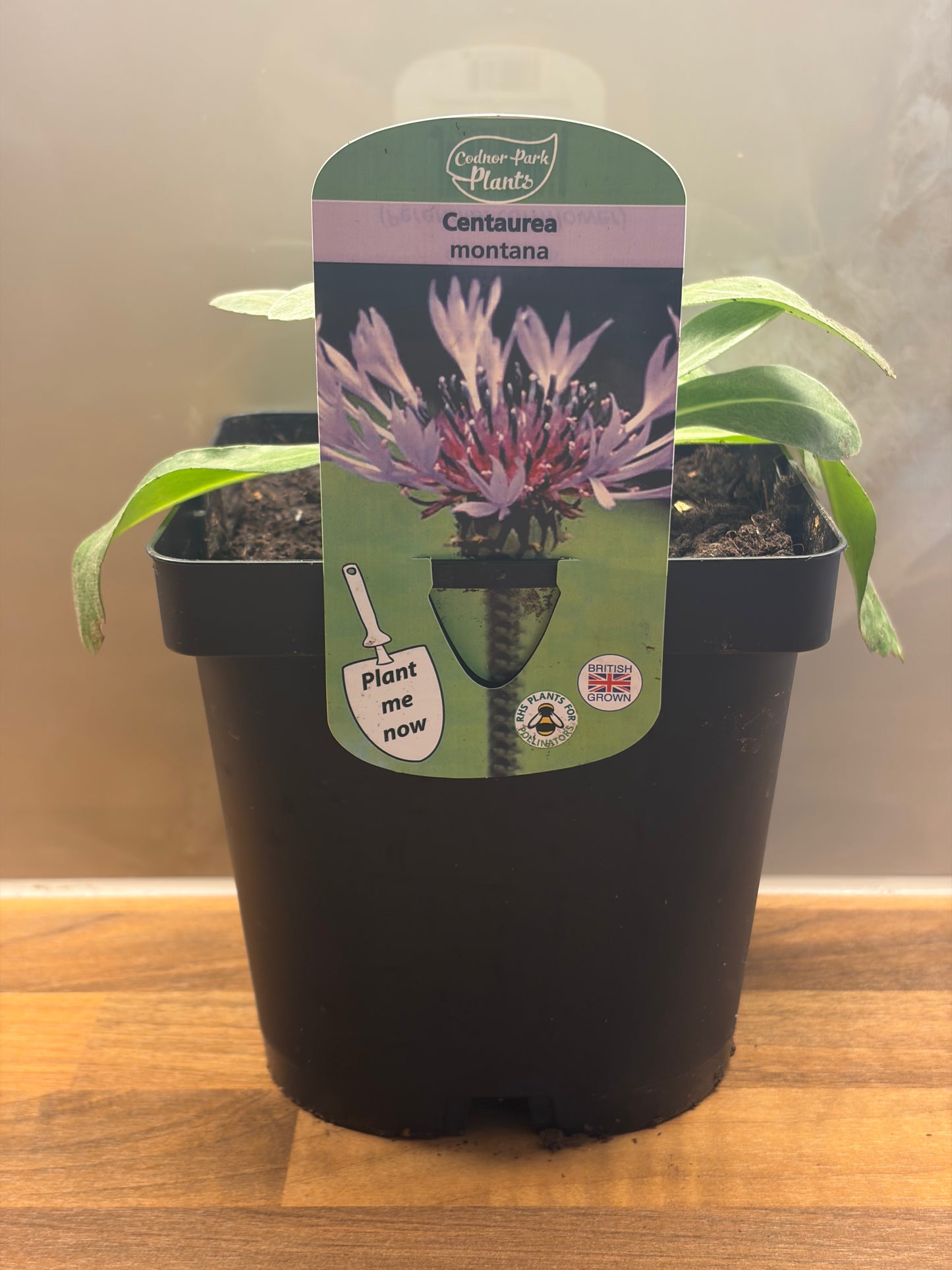 Centaurea 2L Perennial Cornflower hardy plant CENTAUREA montana/141099/170050/GB