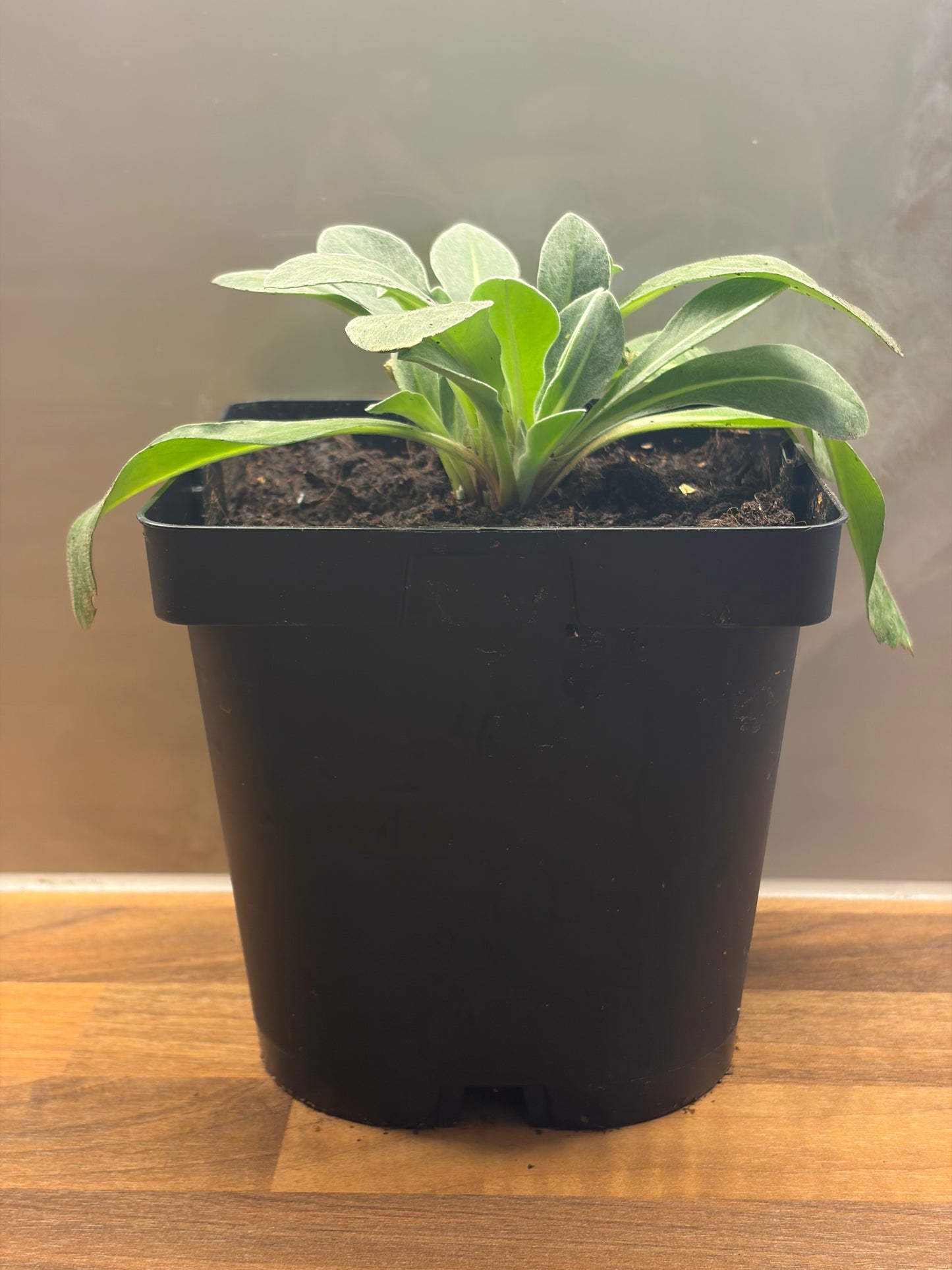 Centaurea 2L Perennial Cornflower hardy plant CENTAUREA montana/141099/170050/GB
