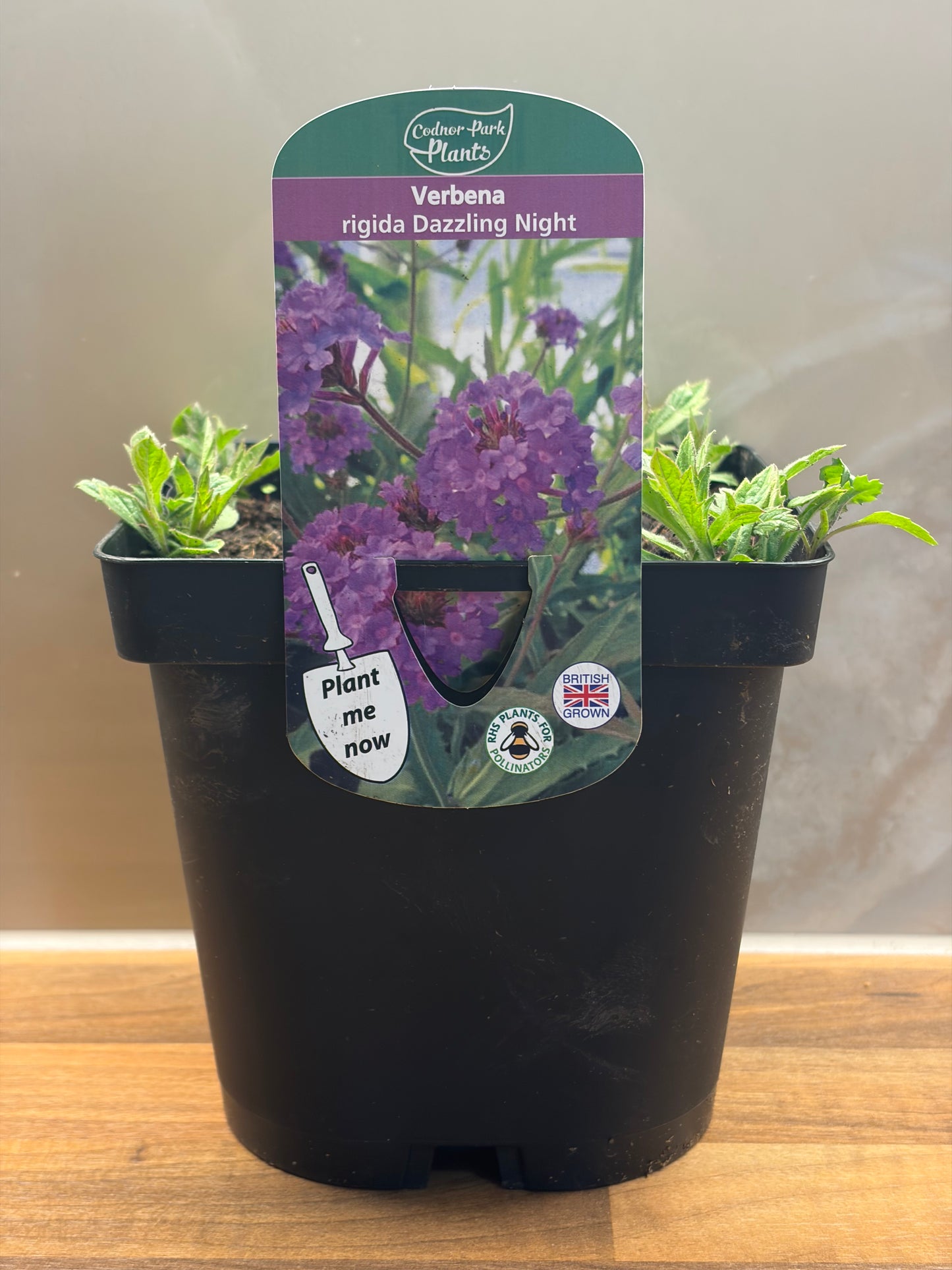 Verbena Dazzling Night 2L cottage garden plant VERBENA rigida/141099/170050/GB