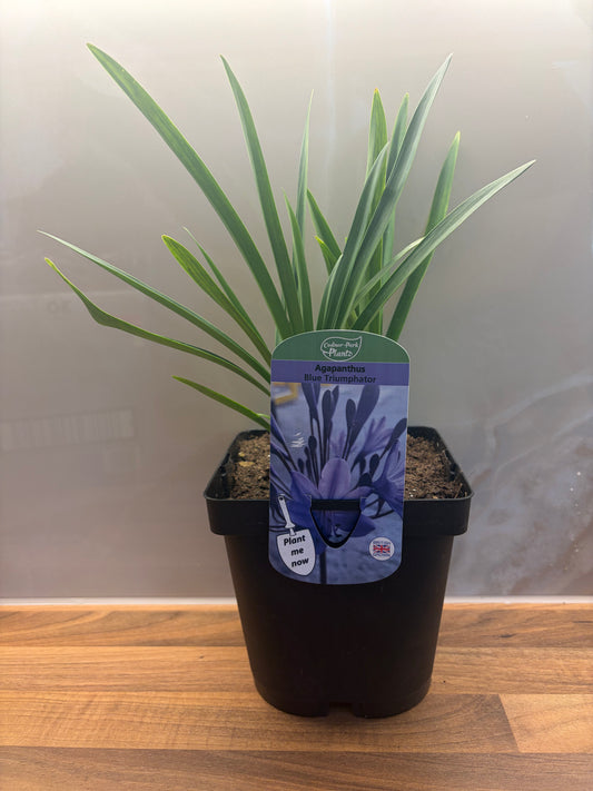 Agapanthus Blue Triumphator 2L cottage garden potted perennial AGAPANTHUS/141099/171982/GB
