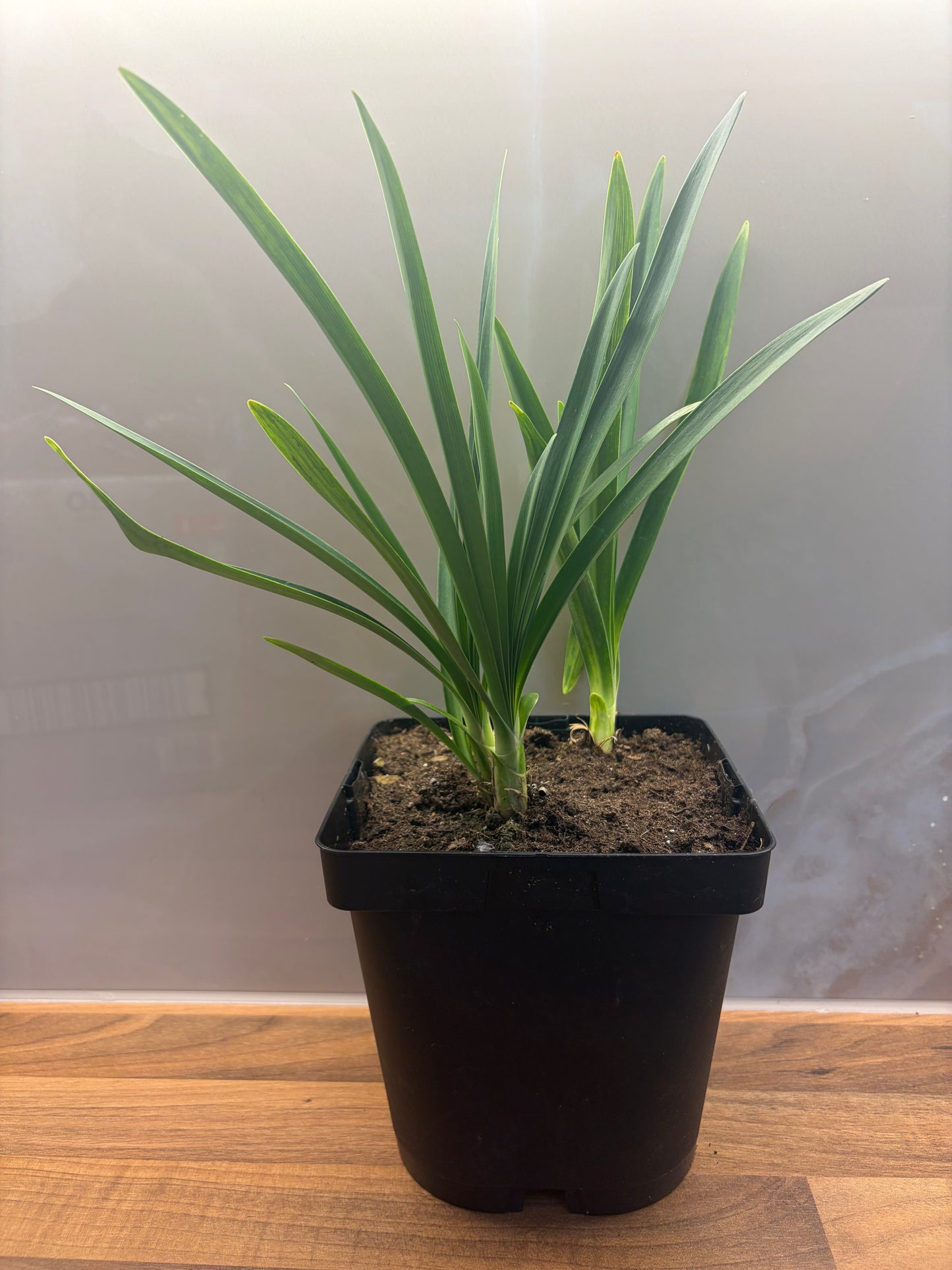 Agapanthus Blue Triumphator 2L cottage garden potted perennial AGAPANTHUS/141099/171982/GB