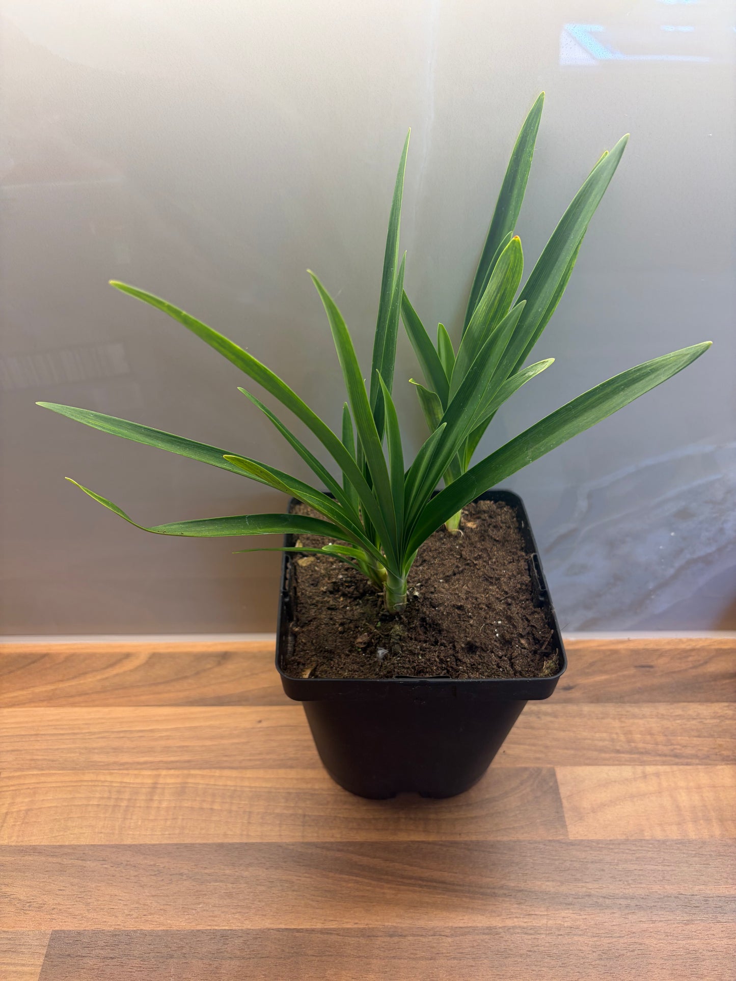 Agapanthus Blue Triumphator 2L cottage garden potted perennial AGAPANTHUS/141099/171982/GB