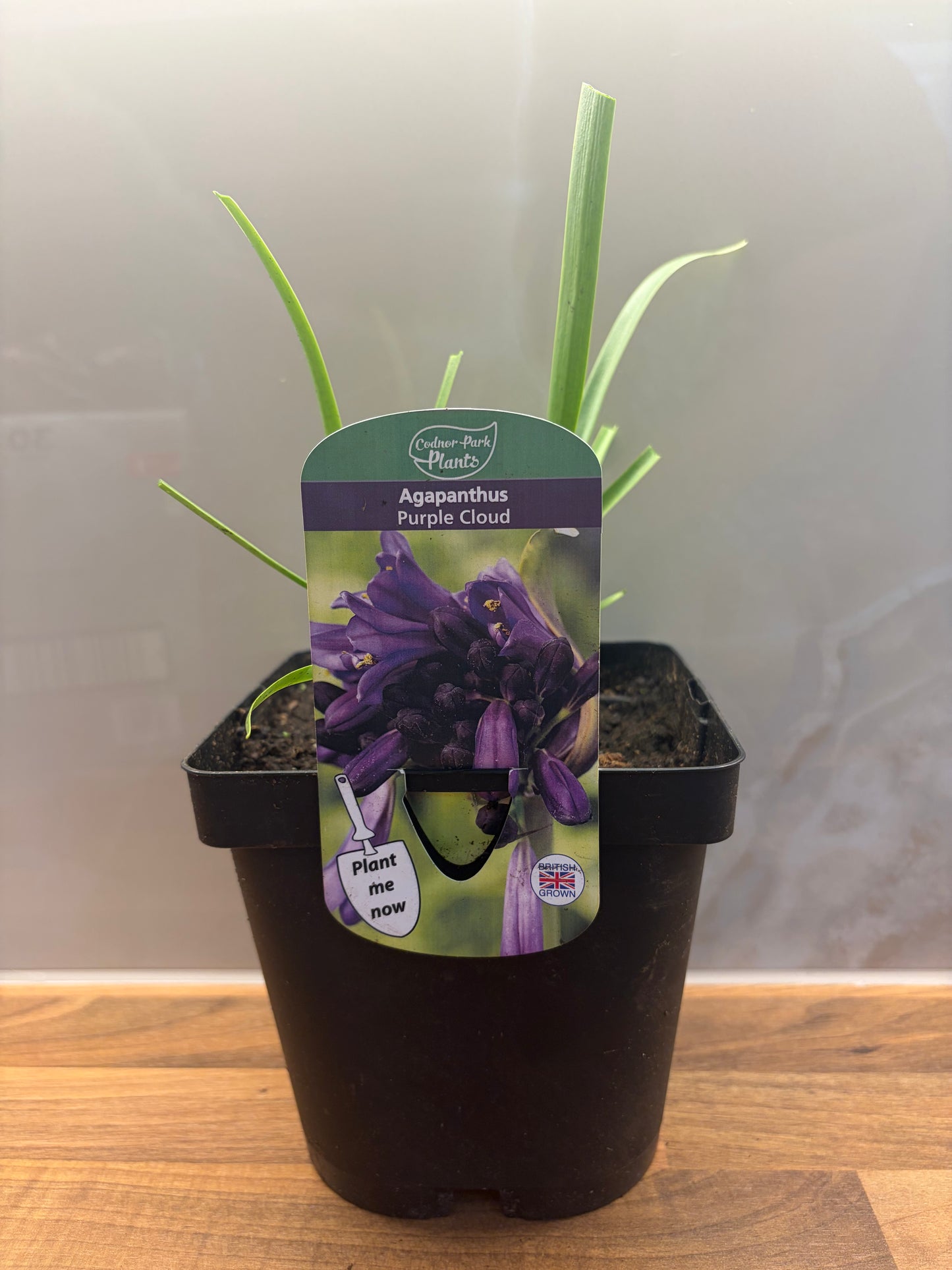 Agapanthus Purple Cloud 2L cottage garden potted perennial AGAPANTHUS/141099/171982/GB