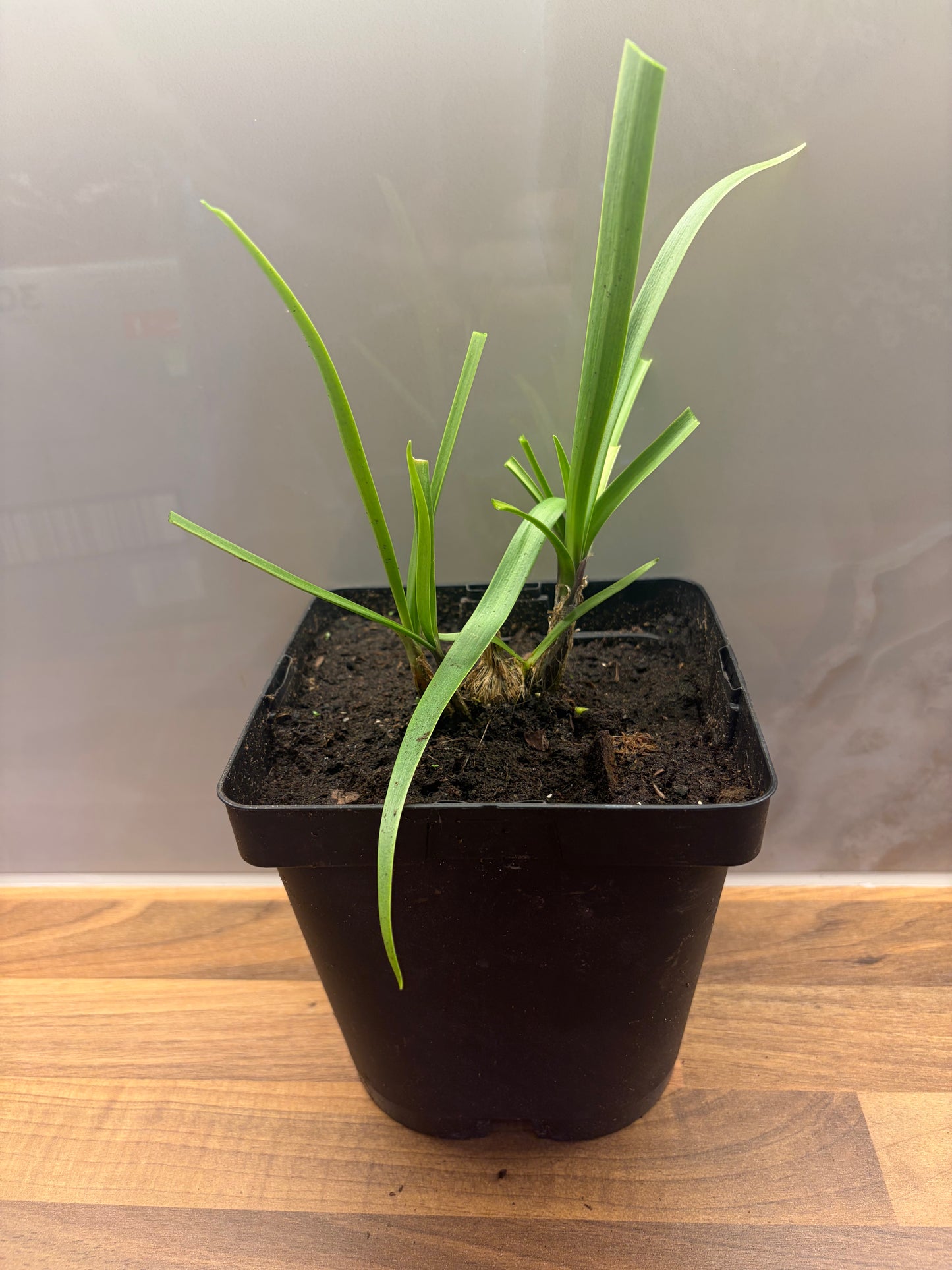 Agapanthus Purple Cloud 2L cottage garden potted perennial AGAPANTHUS/141099/171982/GB