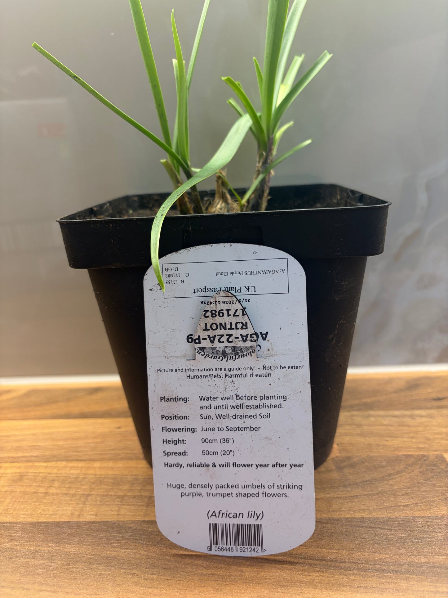 Agapanthus Purple Cloud 2L cottage garden potted perennial AGAPANTHUS/141099/171982/GB