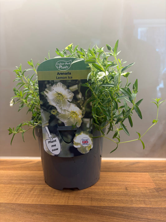 Arenaria Lemon Ice 1L flowering alpine plant ARENARIA/141099/177168/GB