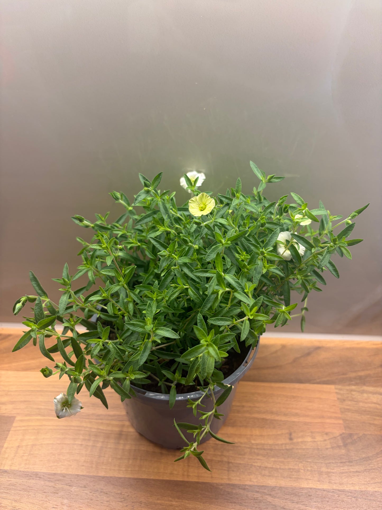 Arenaria Lemon Ice 1L flowering alpine plant ARENARIA/141099/177168/GB