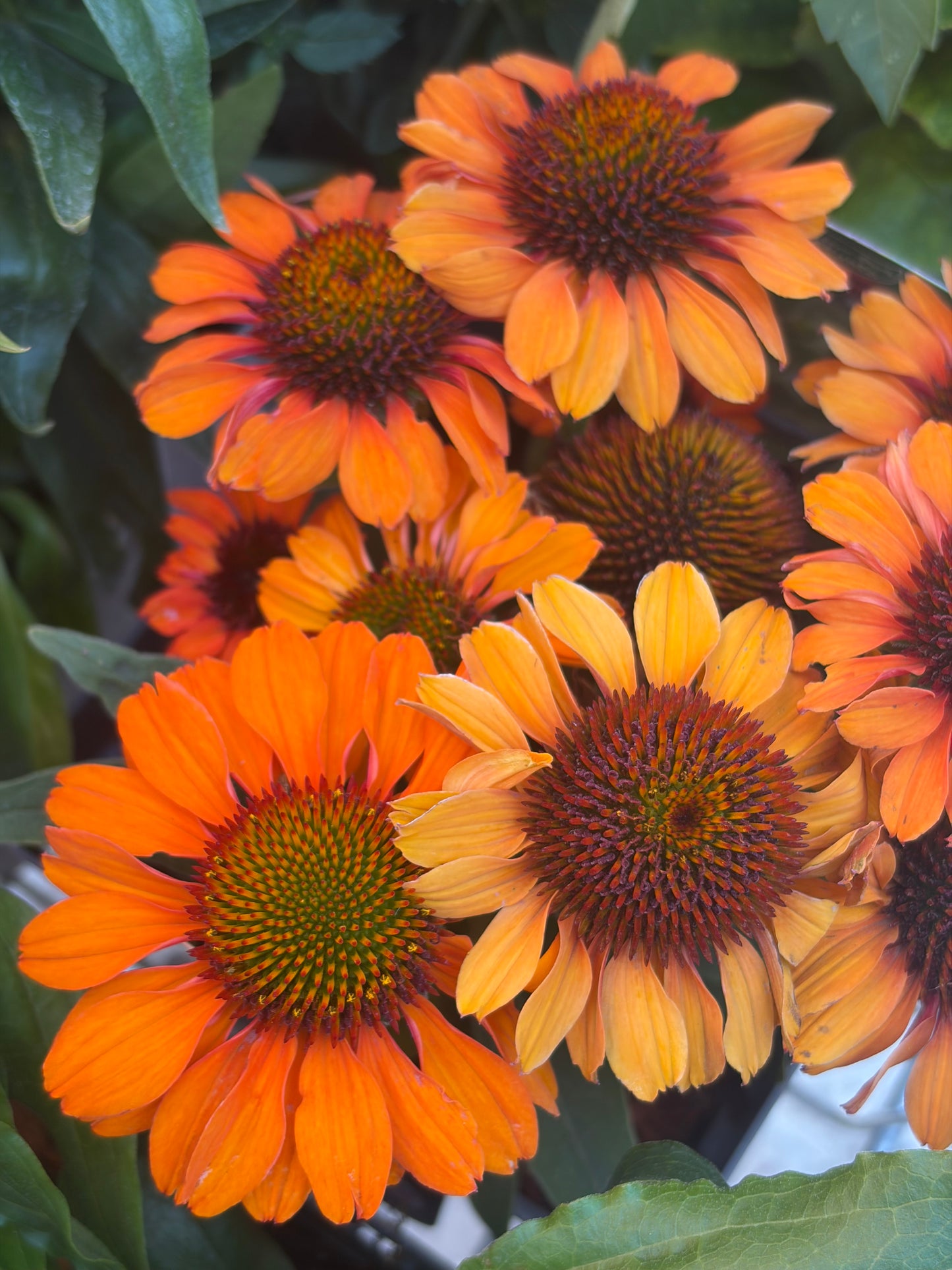 Echinacea Prima Saffron 2L Coneflower ECHINACEA x hybrida/141099/178865/GB