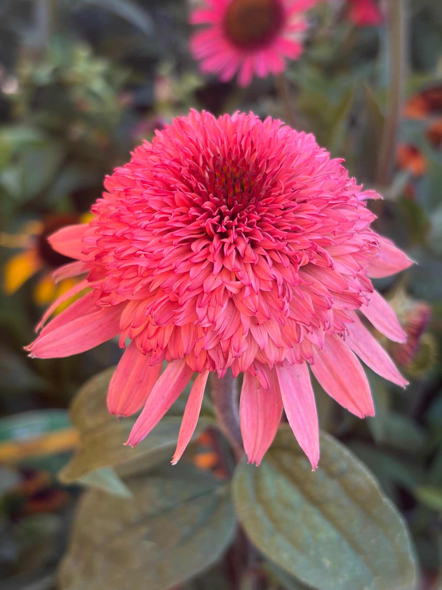 Echinacea Raspberry Truffle 2L Coneflower perennial plant ECHINACEA hybrida/141099/178865/GB