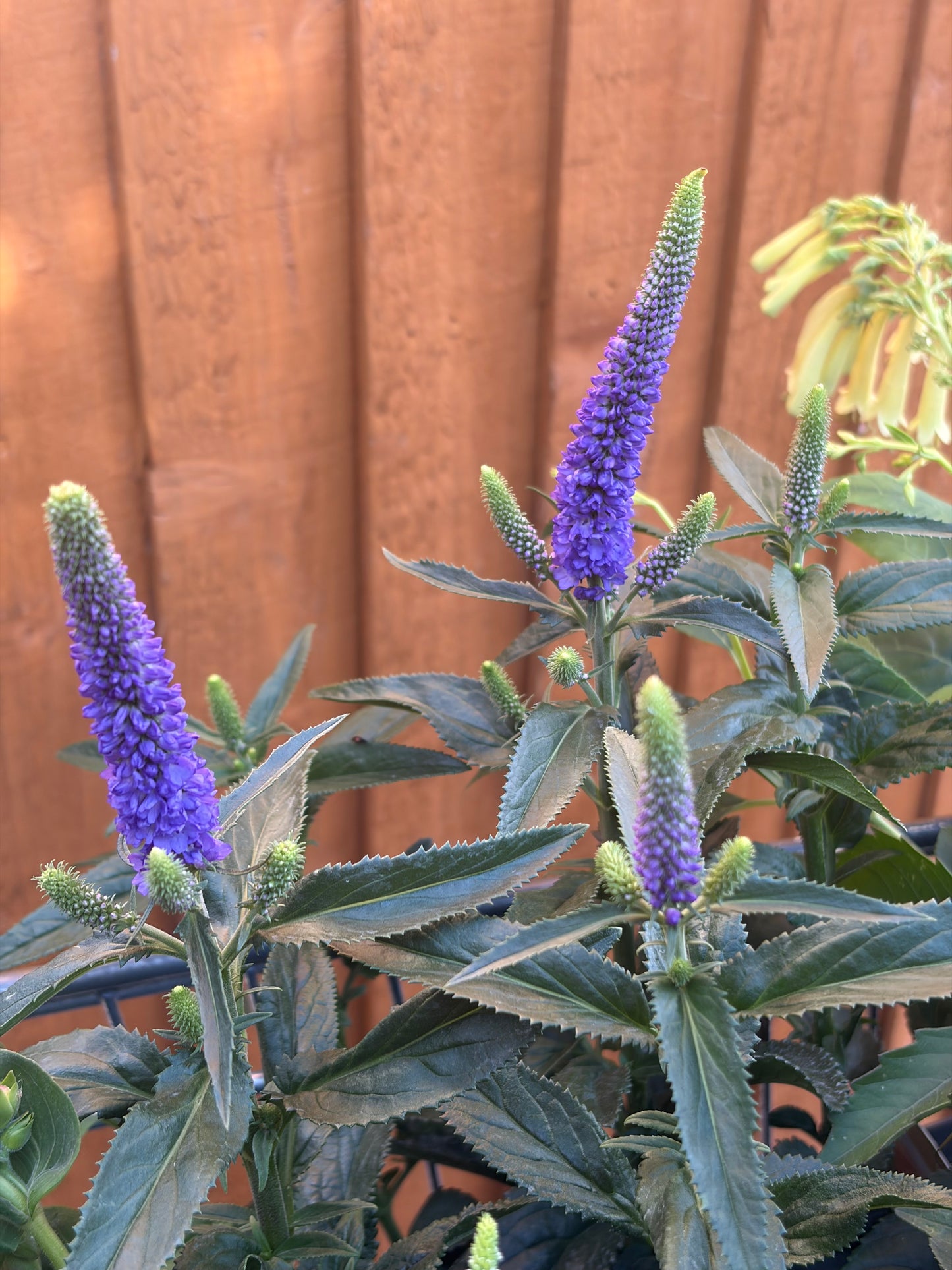 Veronica First Glory 2L perennial plant VERONICA longifolia/141099/178865/GB