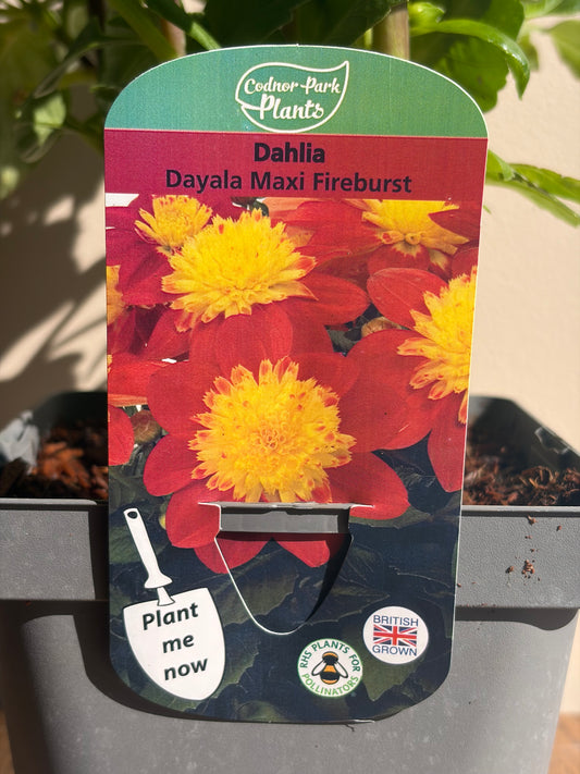 Dahlia Dayala Maxi Fireburst 2L perennial plant DAHLIA/141099/178865/GB