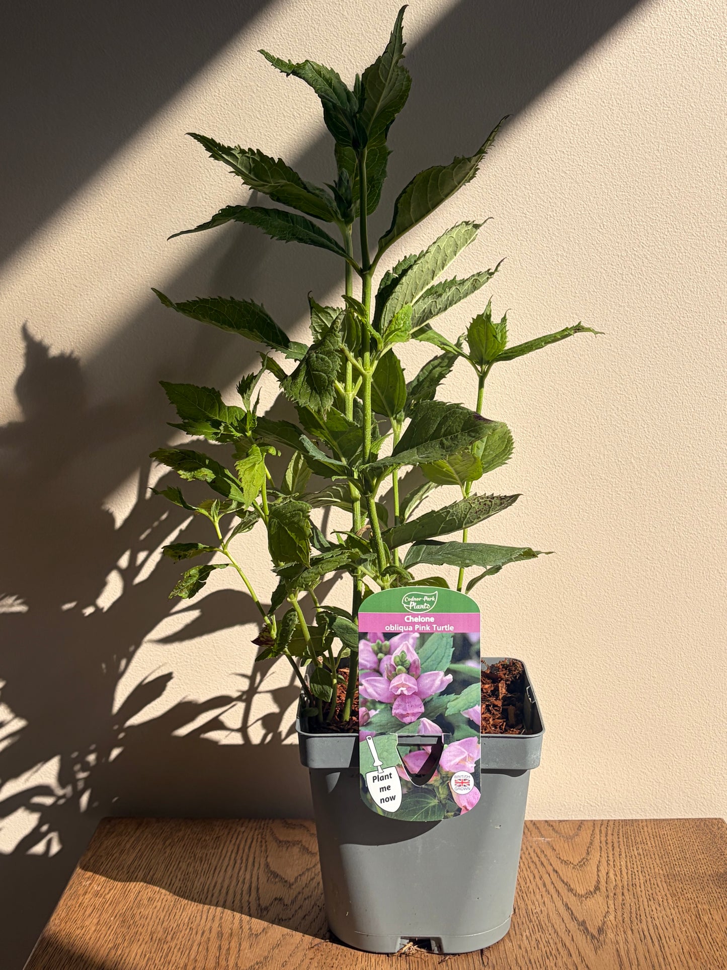 Chelone Pink Turtle 2L perennial plant CHELONE obliqua/141099/178865/GB