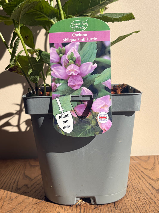 Chelone Pink Turtle 2L perennial plant CHELONE obliqua/141099/178865/GB