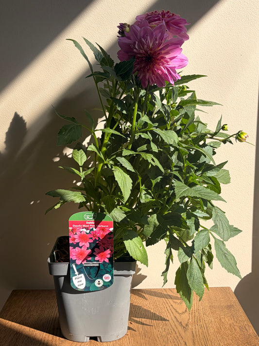 Dahlia Dalaya Maxi Pink Starburst 2L | Bee Friendly | Perennial Flowering Plant