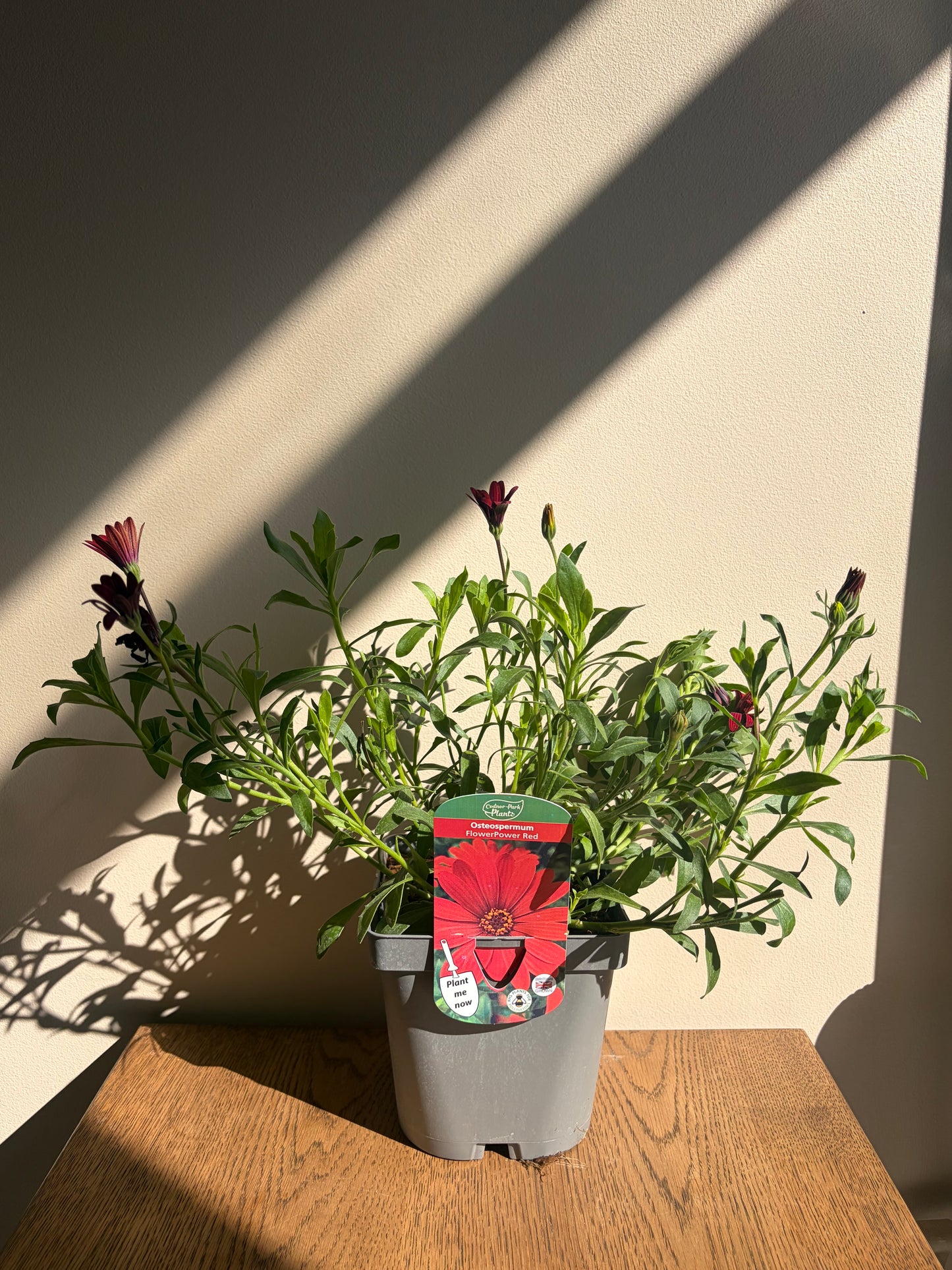 Osteospermum FlowerPower Red 2L plant OSTEOSPERMUM/141099/178865/GB
