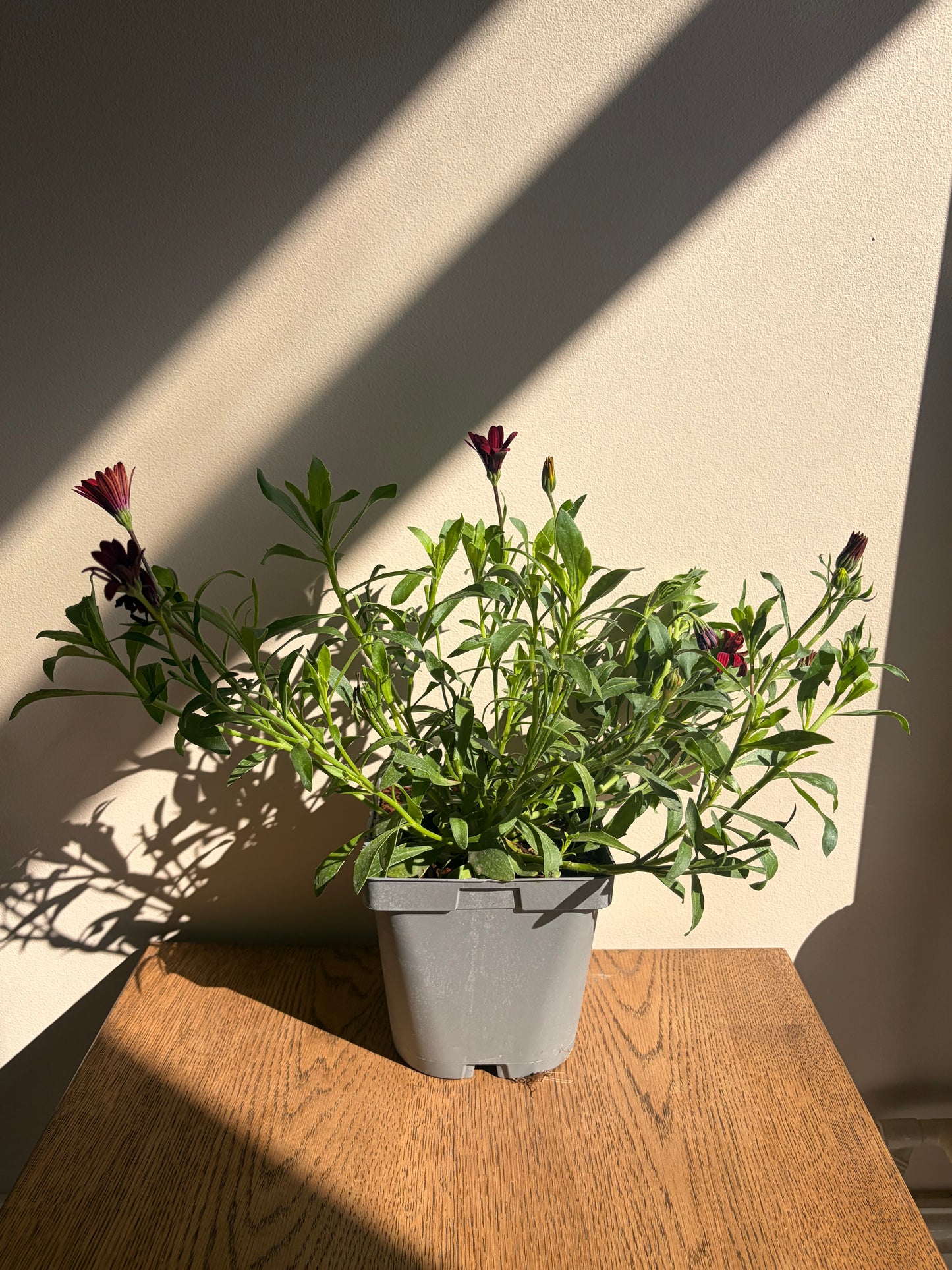 Osteospermum FlowerPower Red 2L plant OSTEOSPERMUM/141099/178865/GB