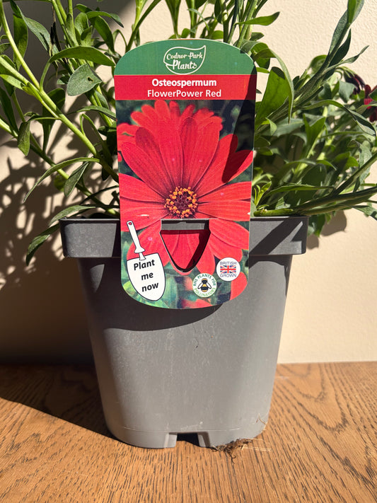 Osteospermum FlowerPower Red 2L | African Daisy Flowering Plant for Bees