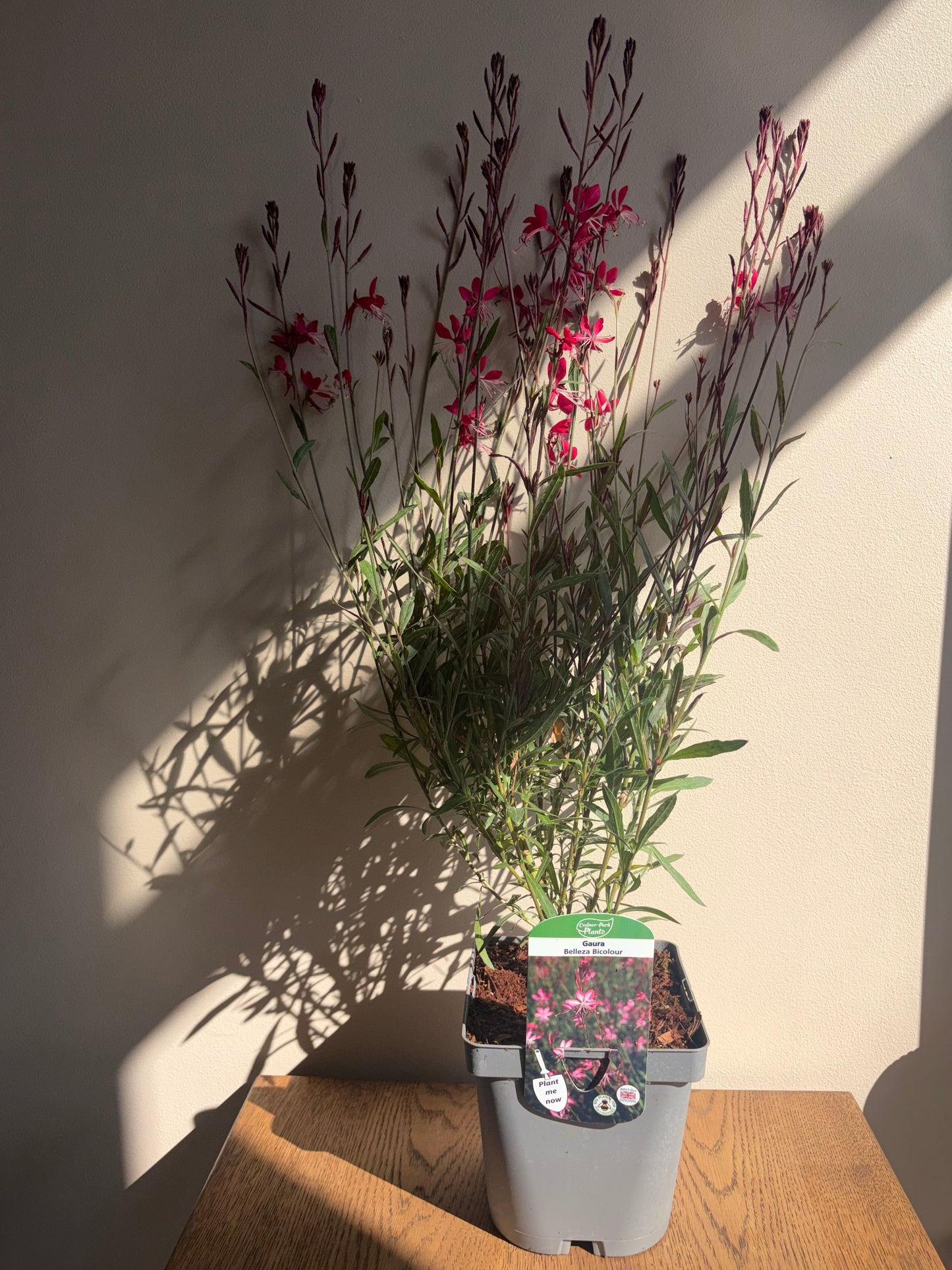 Gaura Belleza Bicolour Wand Flower 2L perennial plant GAURA/141099/178865/GB