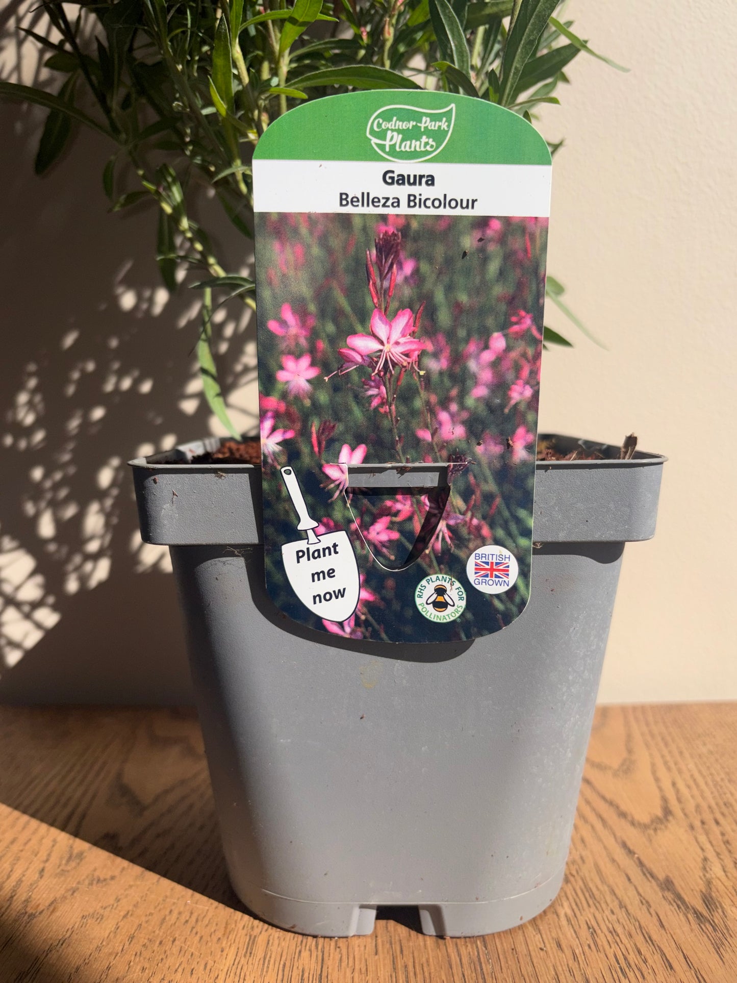 Gaura Belleza Bicolour Wand Flower 2L perennial plant GAURA/141099/178865/GB
