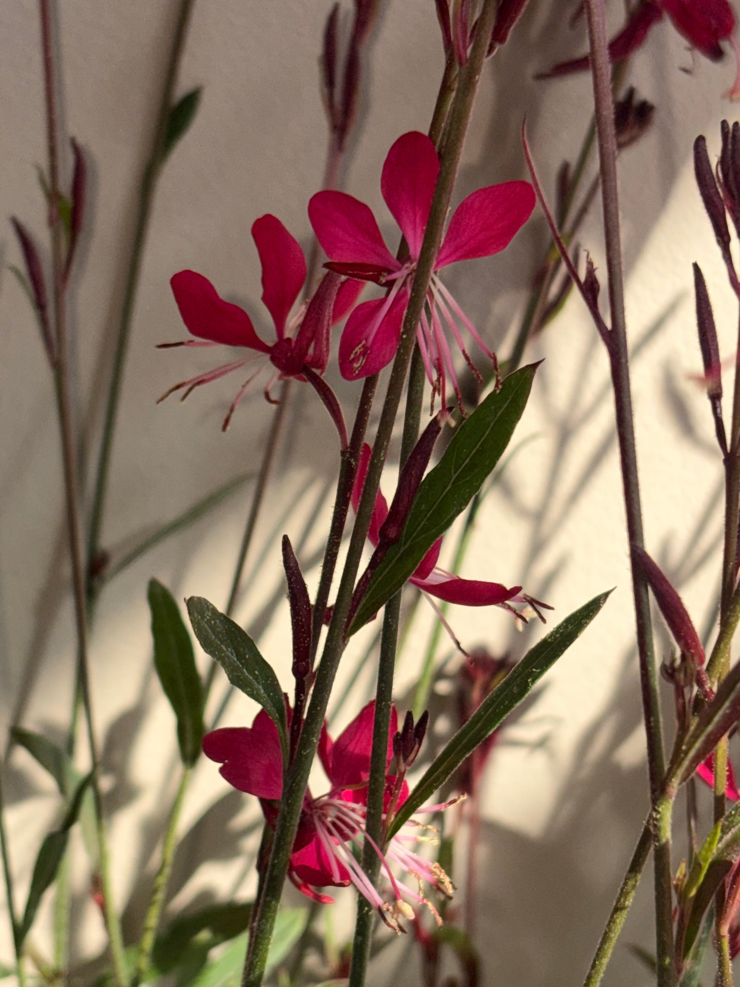 Gaura Belleza Bicolour Wand Flower 2L perennial plant GAURA/141099/178865/GB