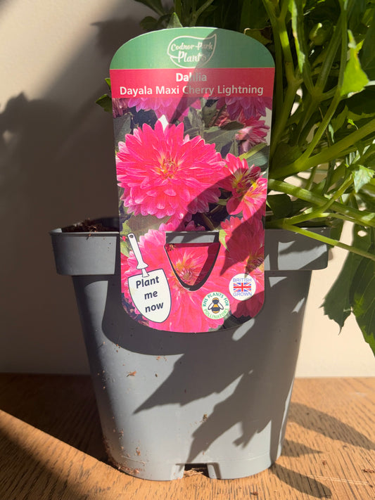 Dahlia Dayala Maxi Cherry Lightning 2L perennial plant DAHLIA/141099/178865/GB