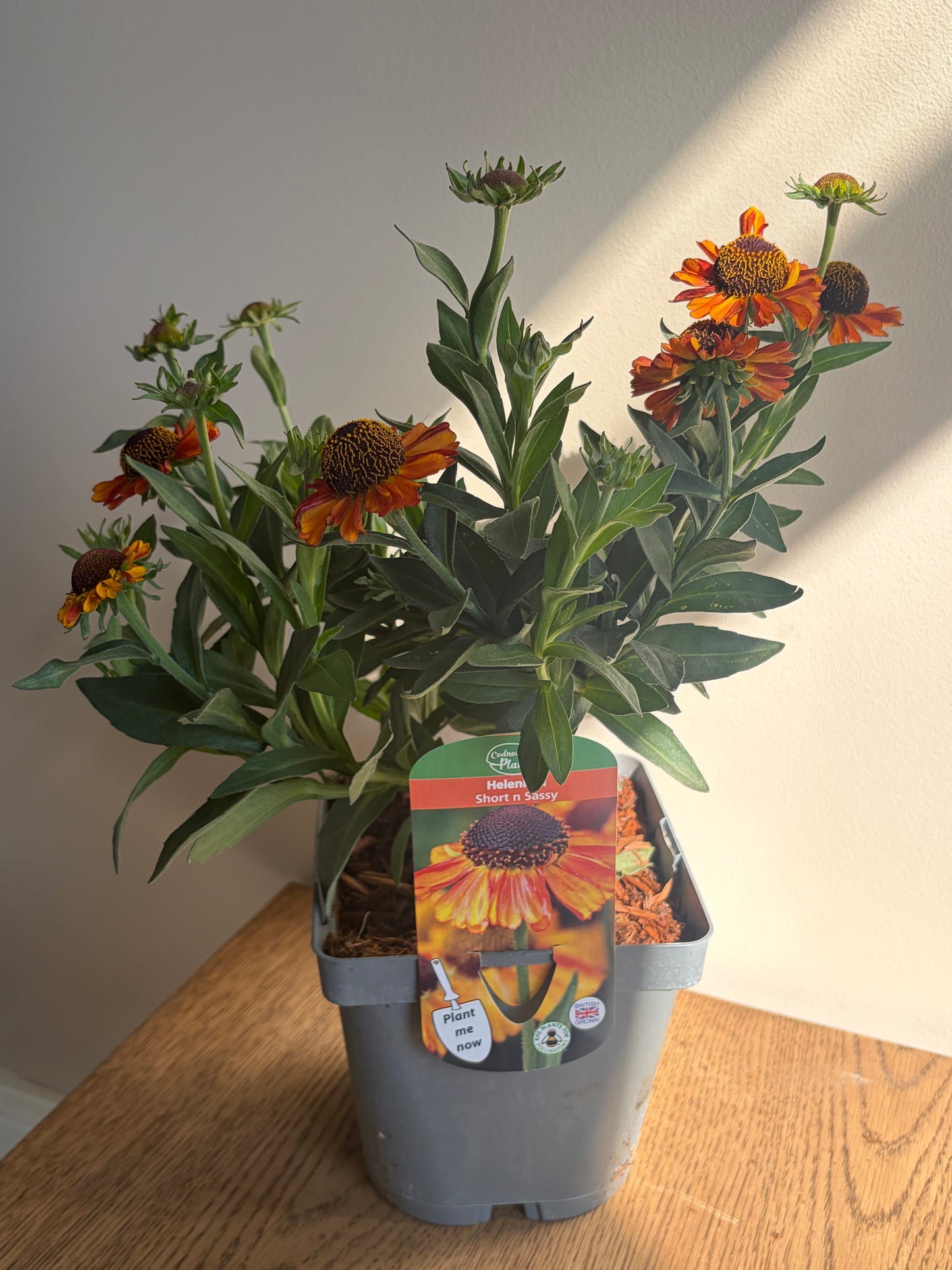 Helenium Short n Sassy 2L perennial Sneezeweed plant HELENIUM/141099/178865/GB