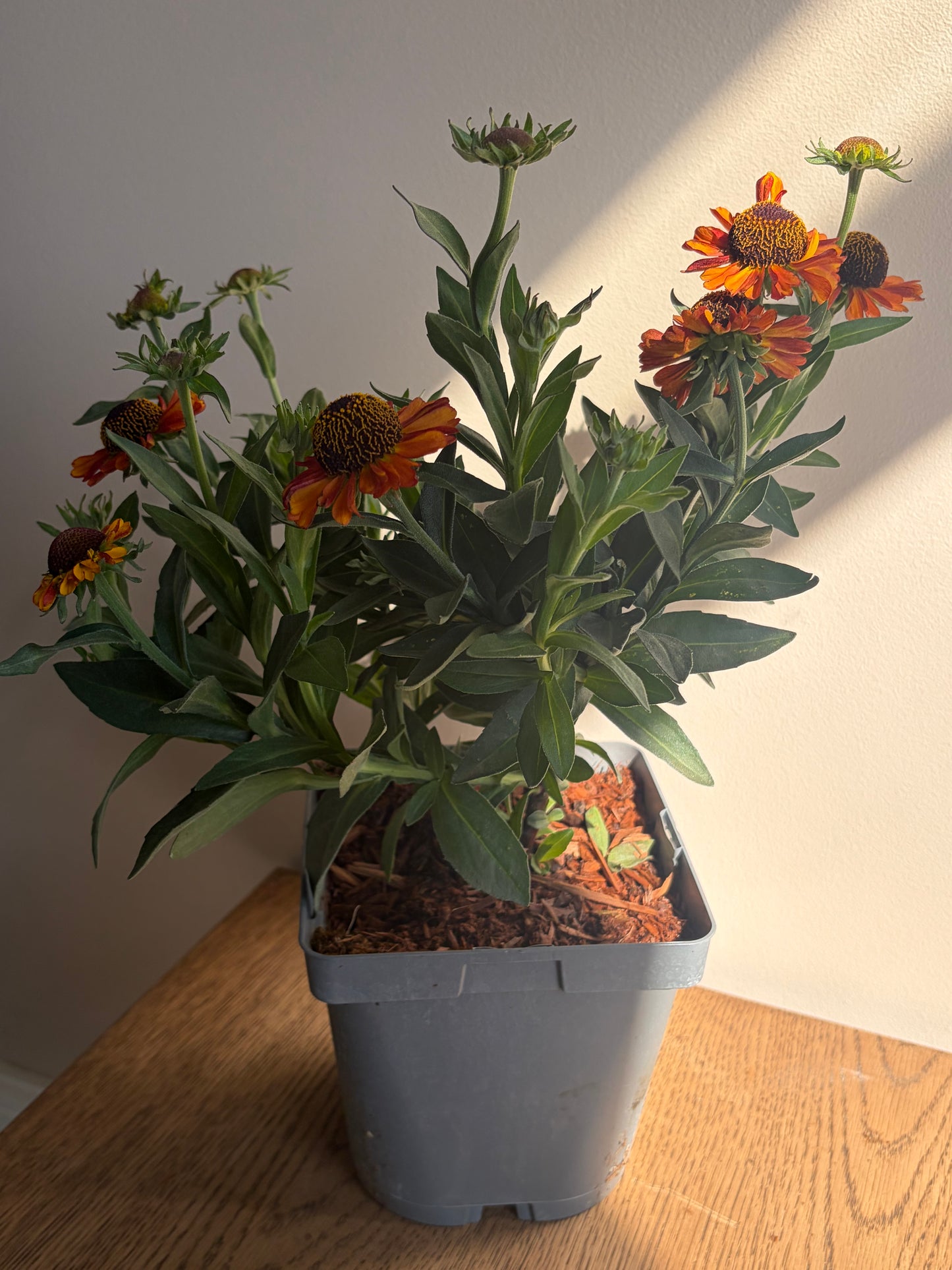 Helenium Short n Sassy 2L perennial Sneezeweed plant HELENIUM/141099/178865/GB