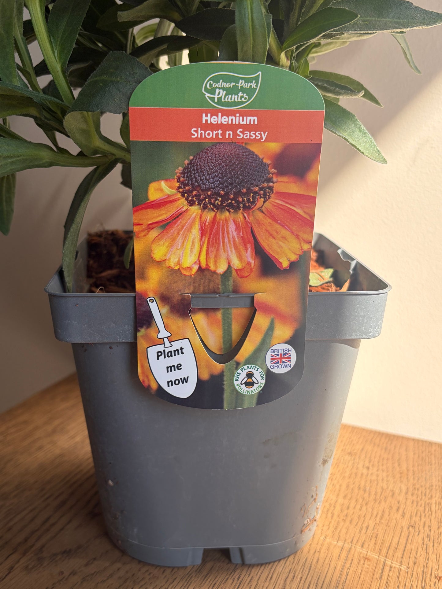 Helenium Short n Sassy 2L perennial Sneezeweed plant HELENIUM/141099/178865/GB
