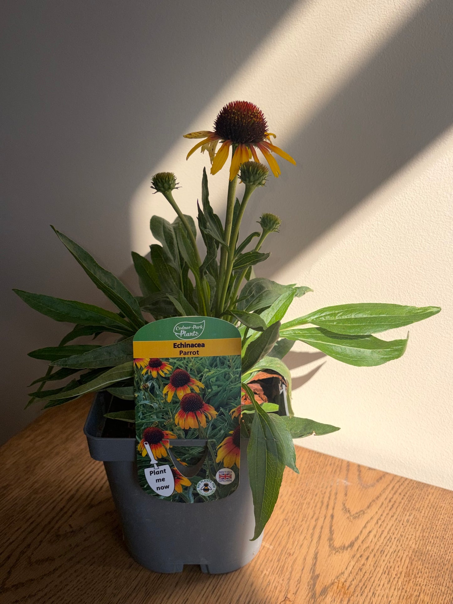 Echinacea Parrot 2L Coneflower perennial plant ECHINACEA/141099/178865/GB