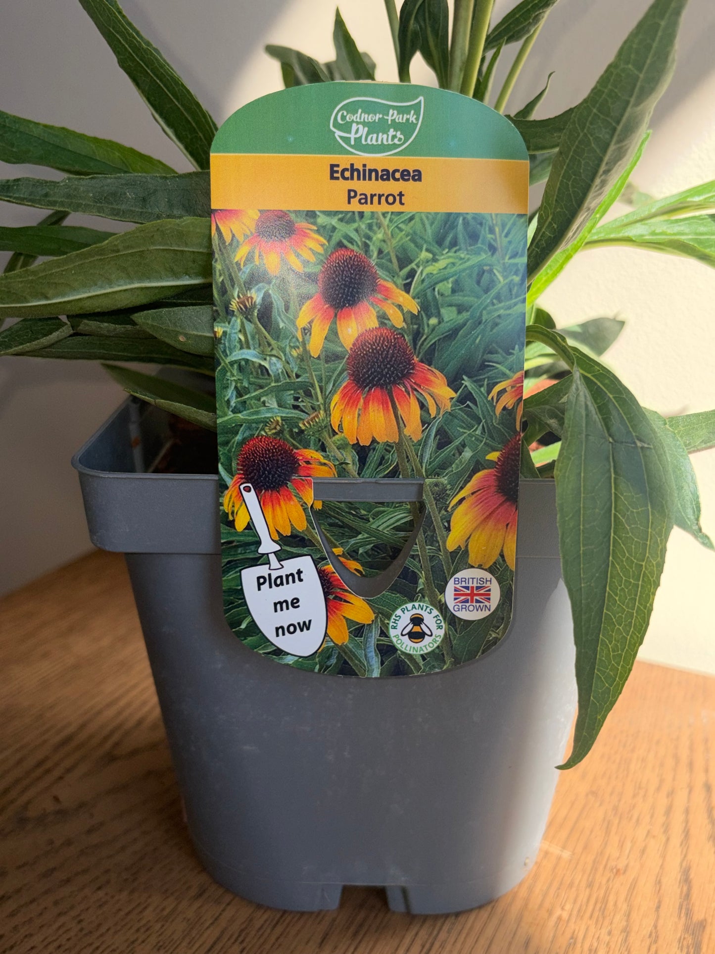 Echinacea Parrot 2L Coneflower perennial plant ECHINACEA/141099/178865/GB