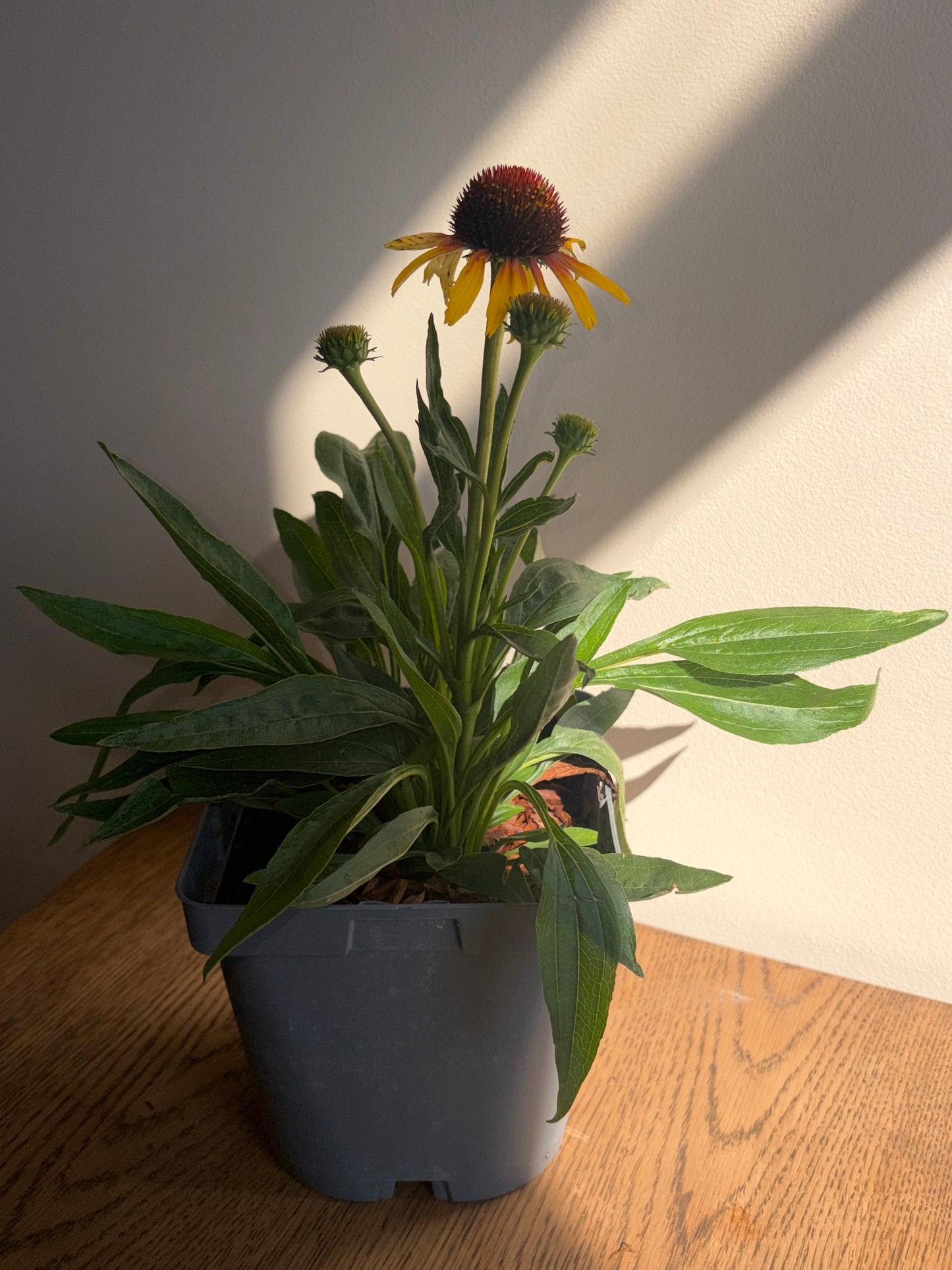 Echinacea Parrot 2L Coneflower perennial plant ECHINACEA/141099/178865/GB